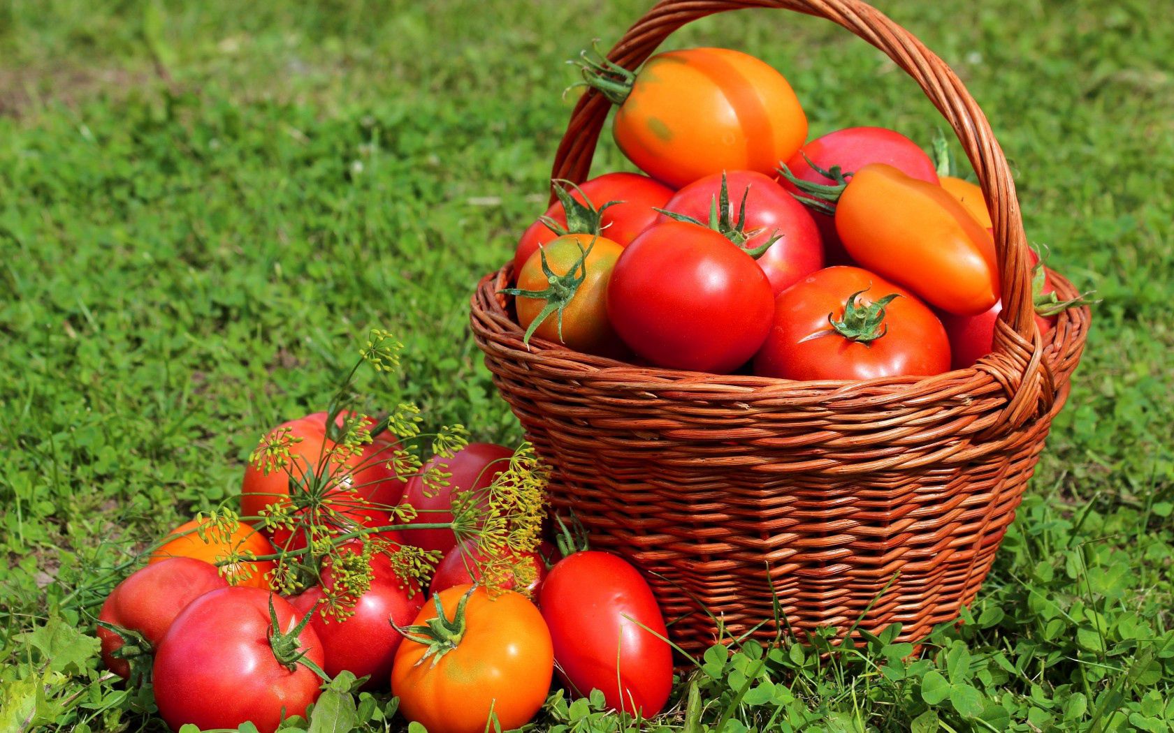 151033 скачать картинку помидоры, еда, трава, корзина, томаты - обои и заставки бесплатно