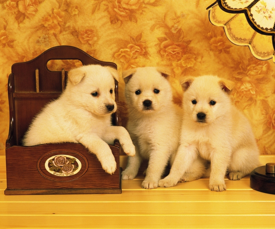 Download mobile wallpaper Dogs, Animal, Akita for free.