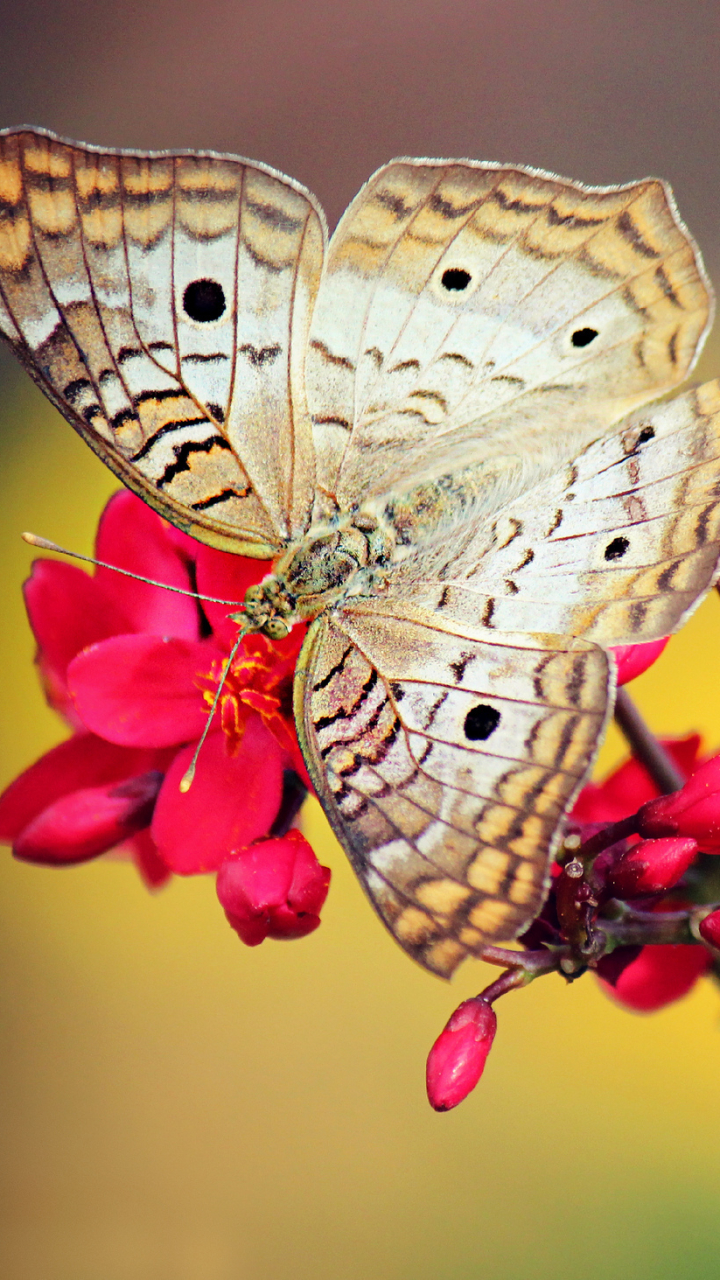 Download mobile wallpaper Butterfly, Animal for free.