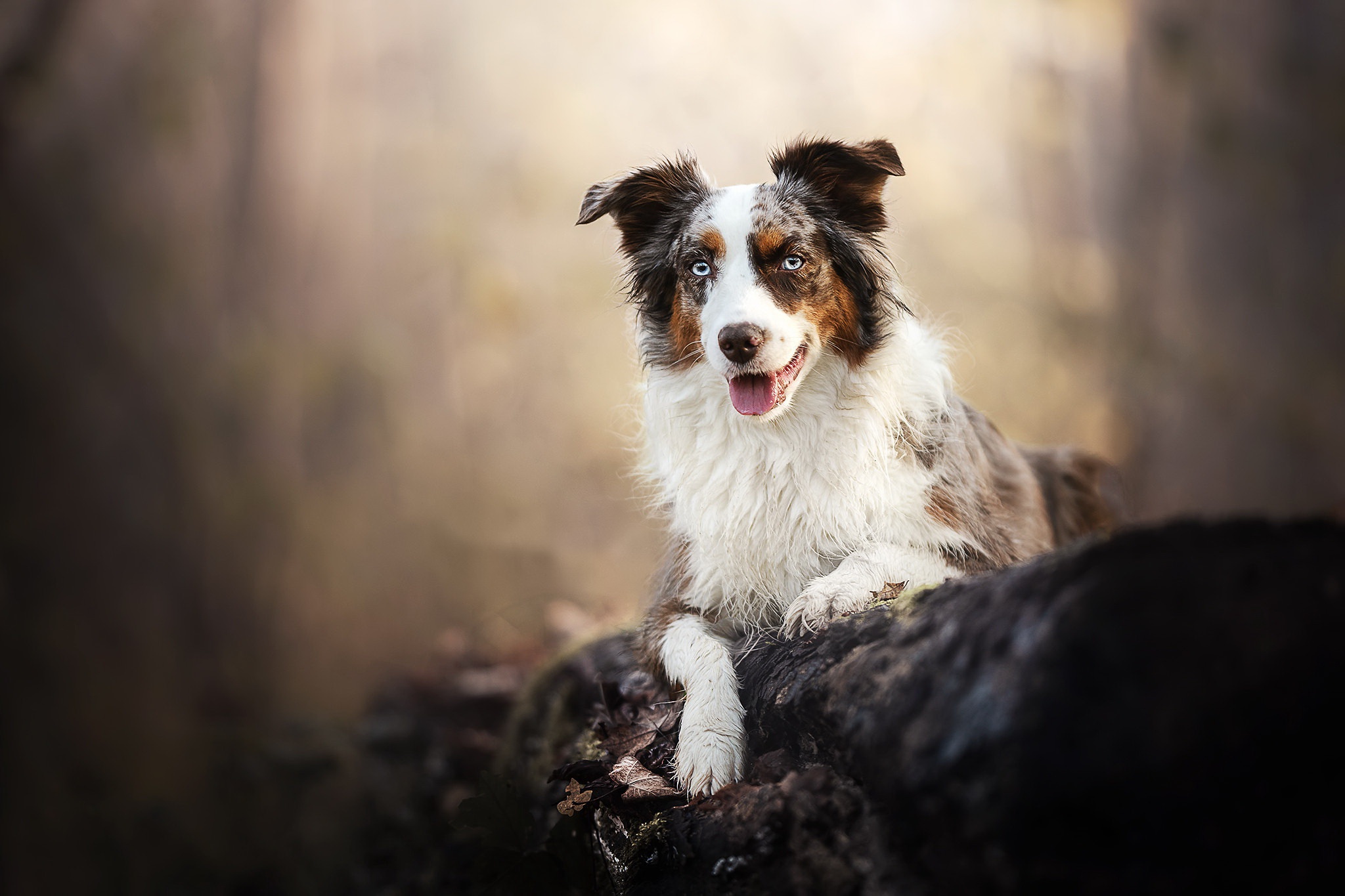 Download mobile wallpaper Dogs, Dog, Animal, Border Collie for free.