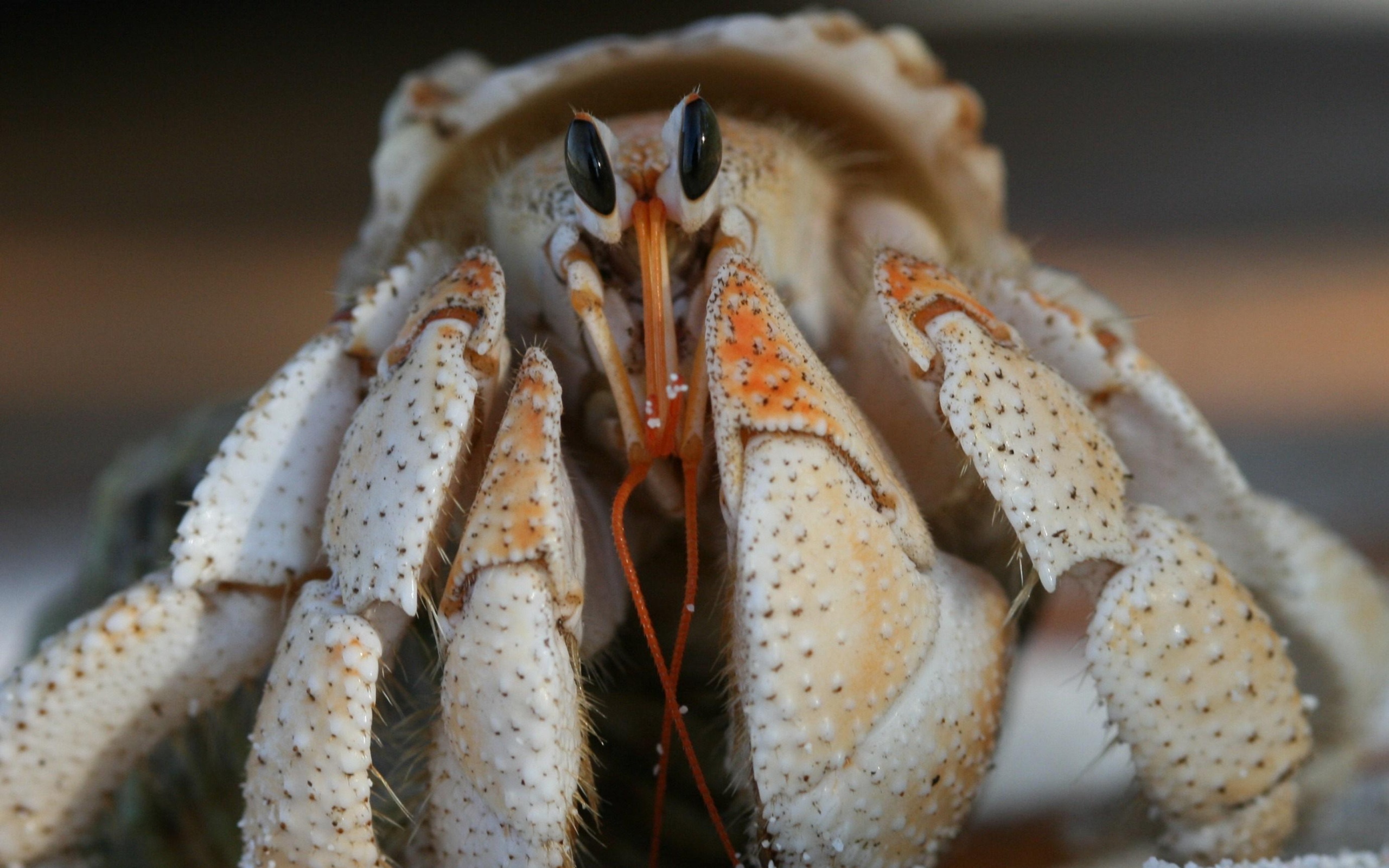 168101 télécharger l'image animaux, crabe - fonds d'écran et économiseurs d'écran gratuits