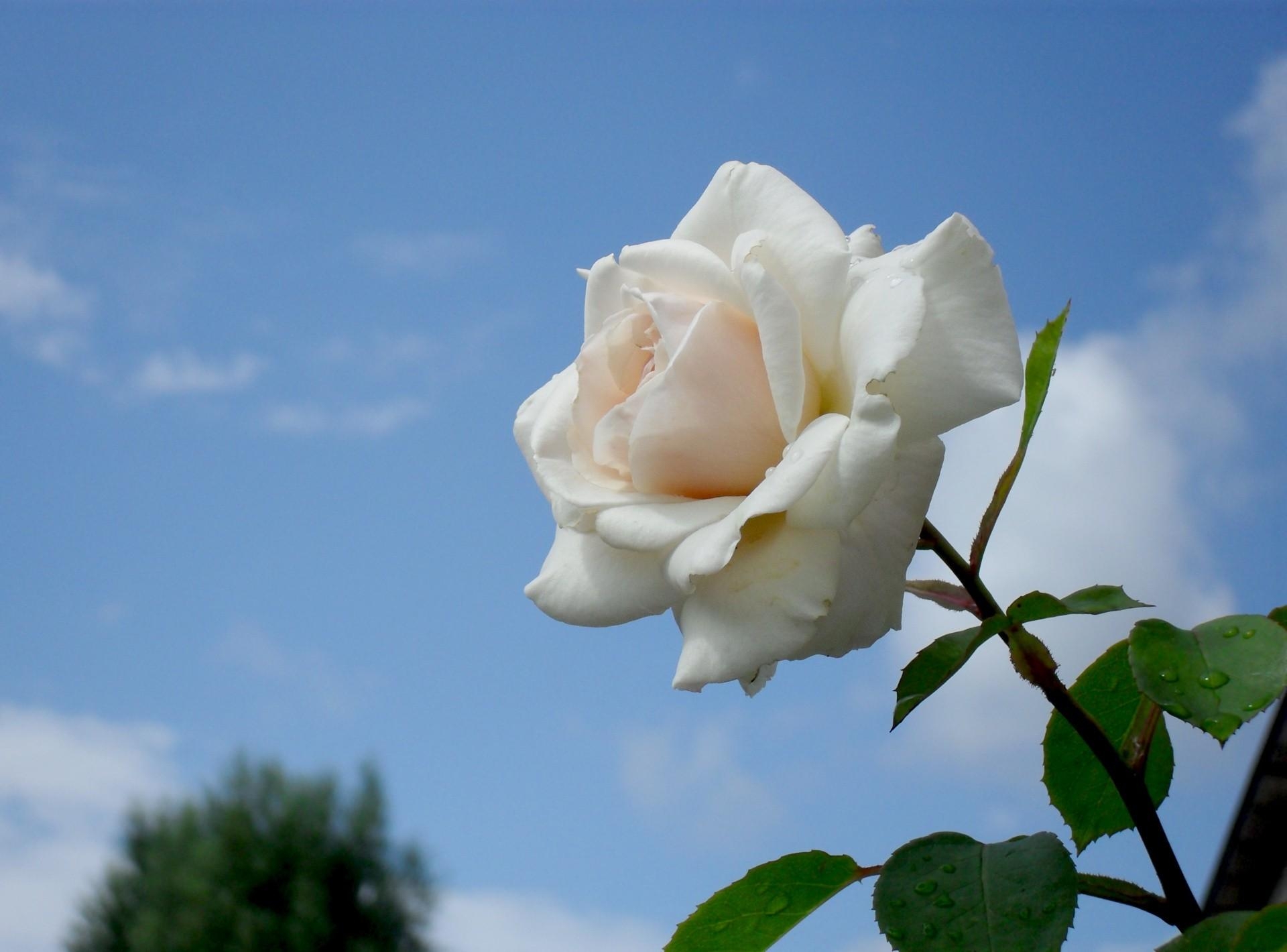 Téléchargez des papiers peints mobile Sky, Fleurs, Rose, Fleur, Drops, Une Rose gratuitement.