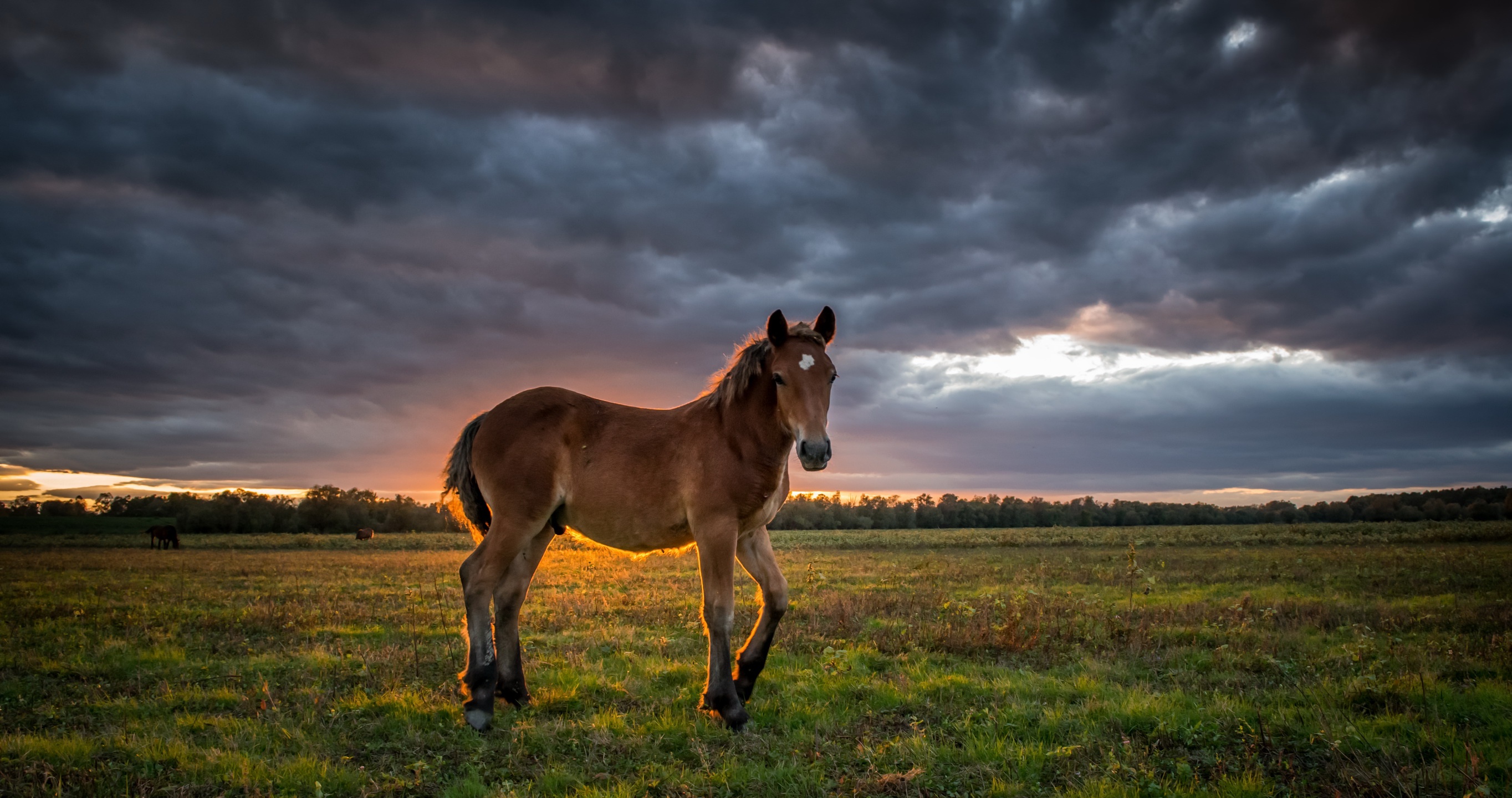 animal, horse, baby animal, cloud, field, foal