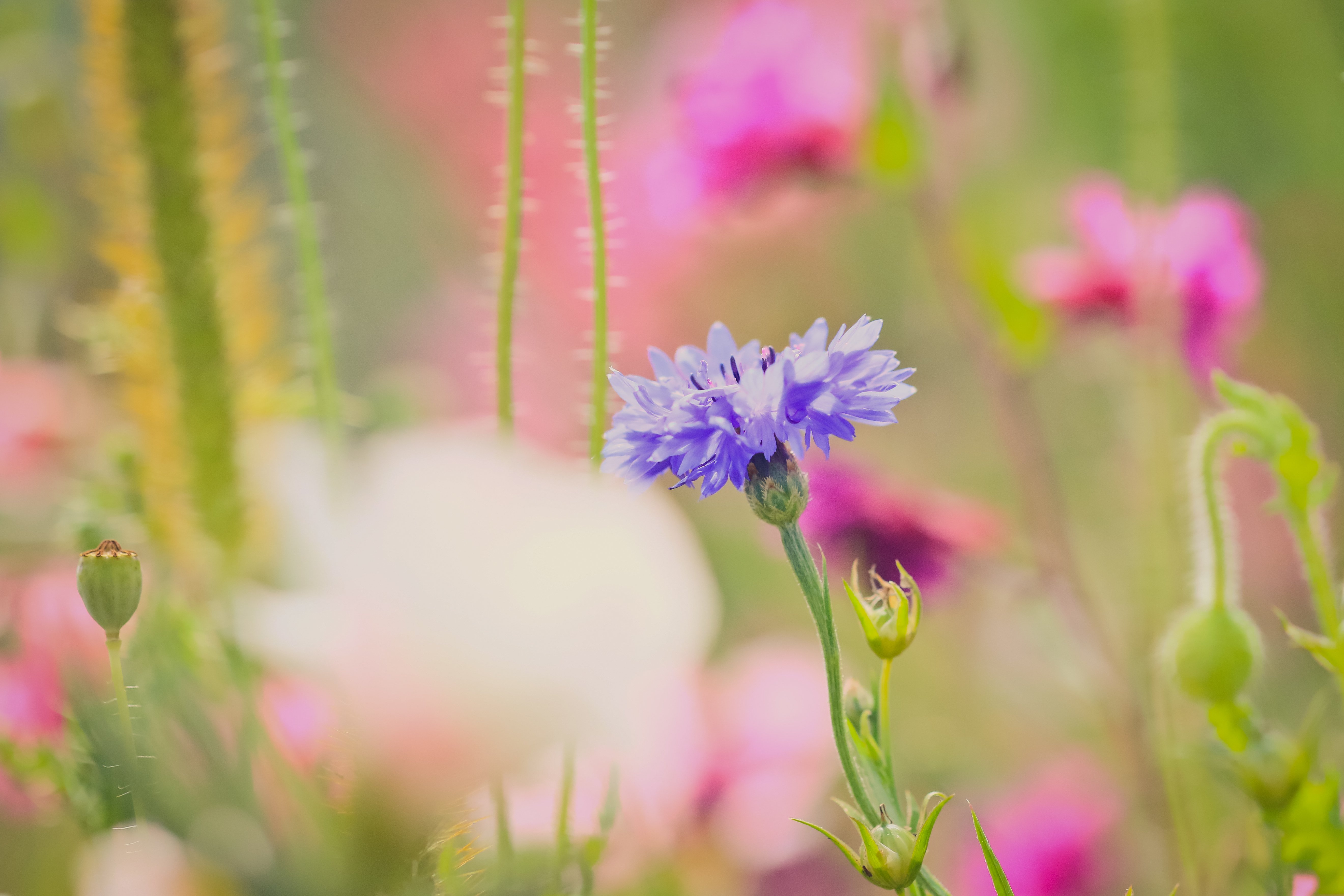 Free download wallpaper Nature, Flowers, Summer, Flower, Blur, Earth, Purple Flower on your PC desktop