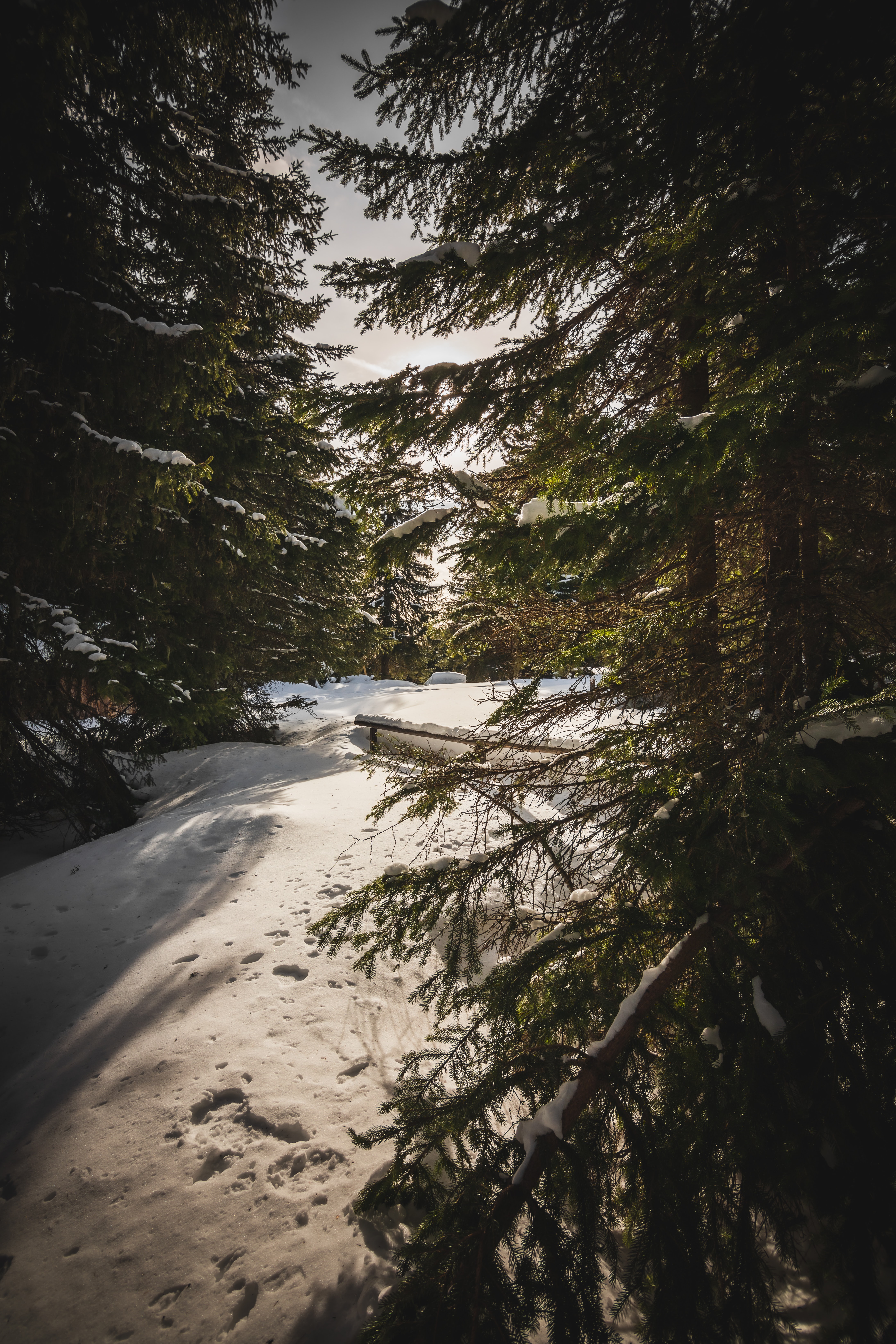 96476 descargar imagen naturaleza, nieve, bosque, abeto, luz del sol, rayos de sol: fondos de pantalla y protectores de pantalla gratis