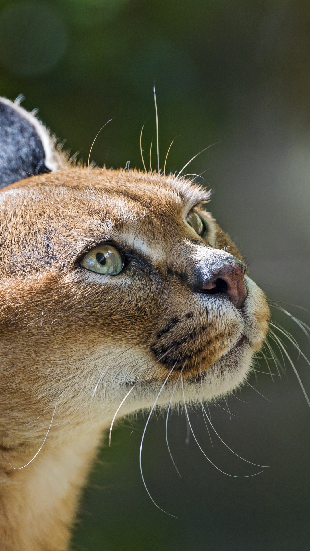 Download mobile wallpaper Cats, Animal, Bokeh, Caracal for free.