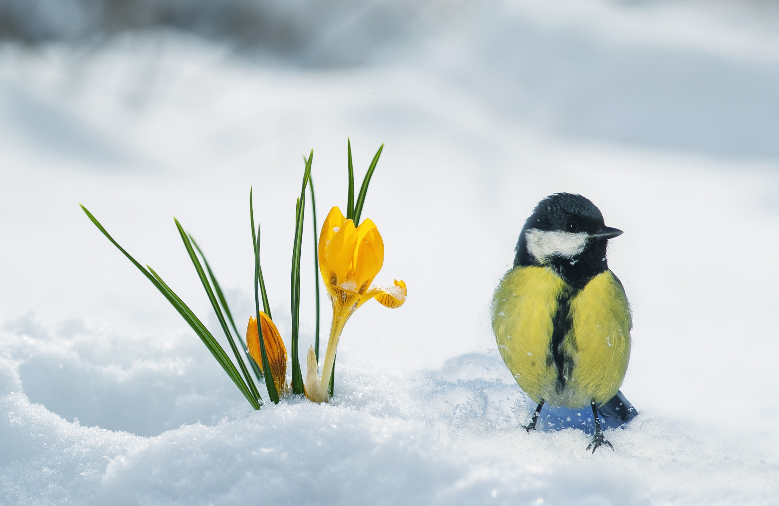 Download mobile wallpaper Birds, Snow, Flower, Bird, Animal, Crocus, Titmouse for free.