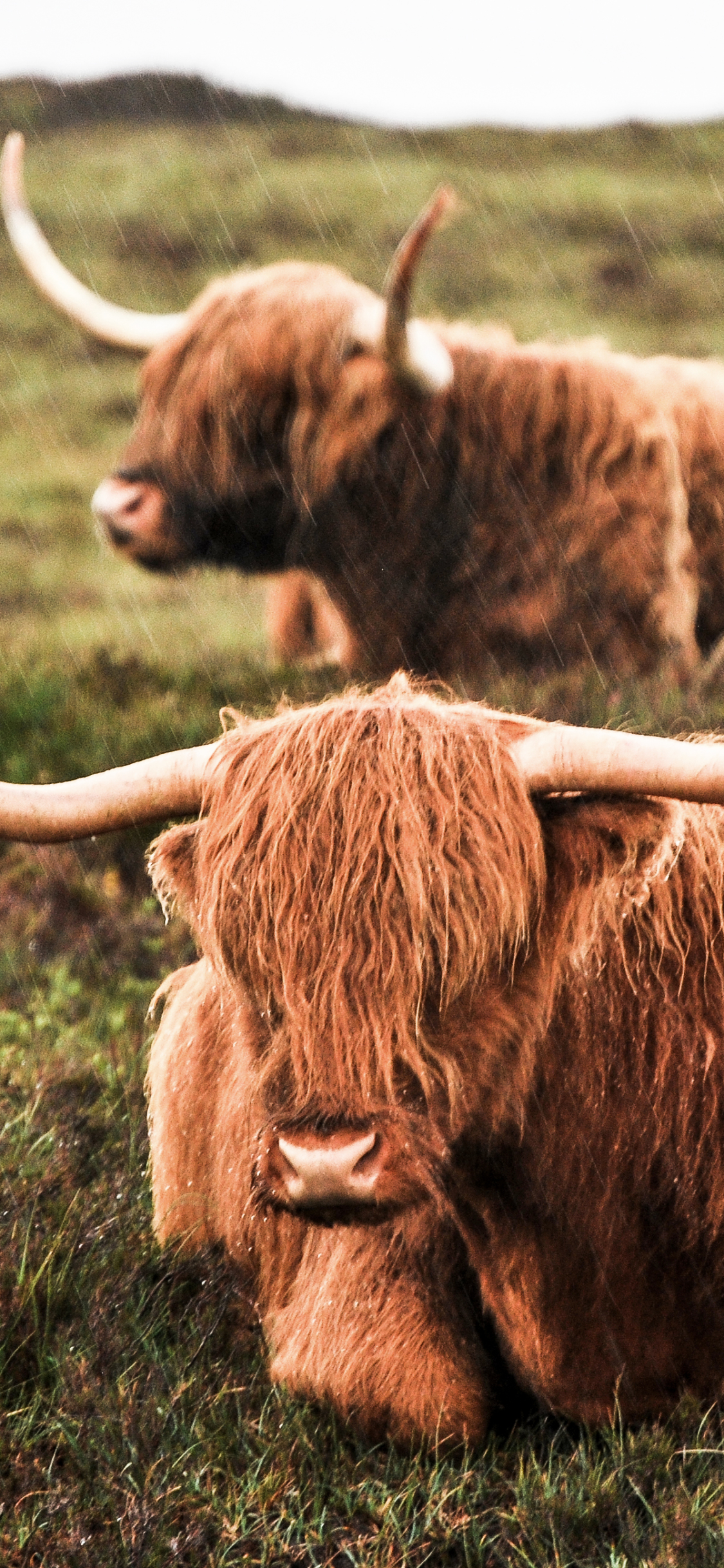 animal, highland cattle, cow, rain