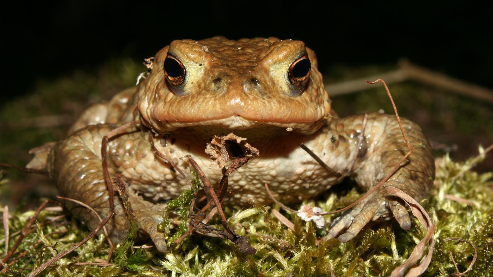 animal, toad HD for desktop 1080p