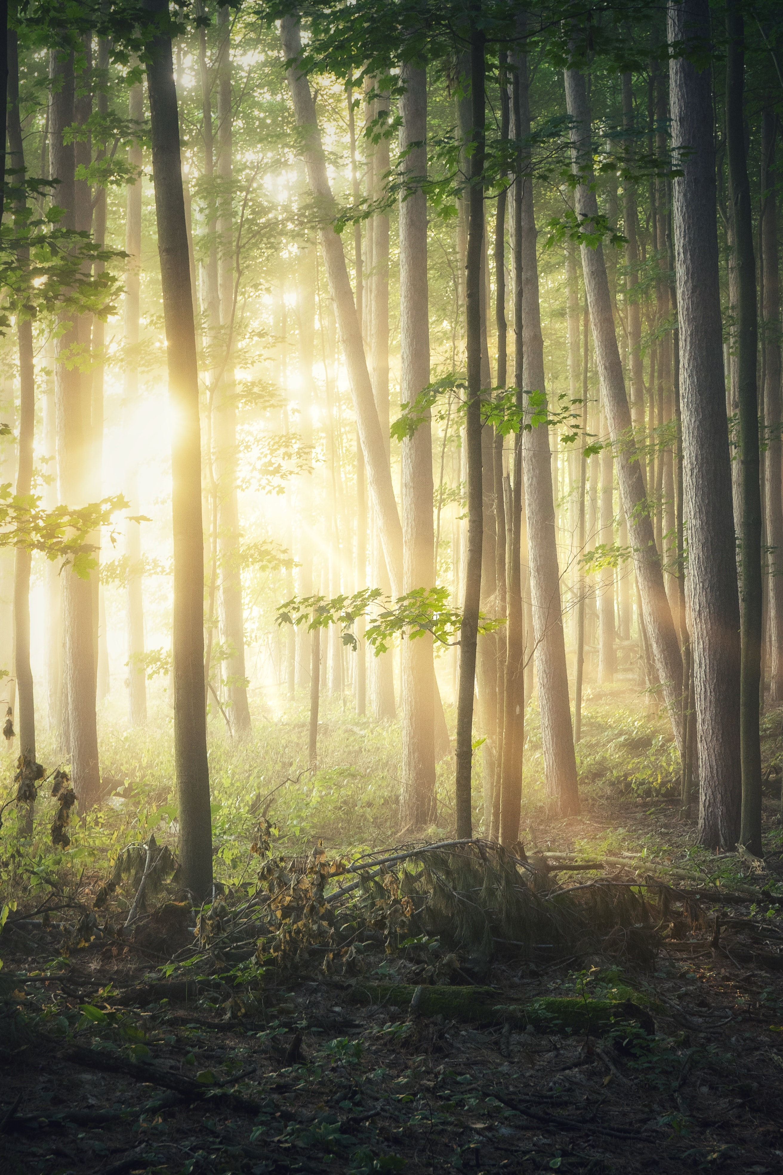 Download mobile wallpaper Branches, Beams, Rays, Forest, Sun, Trees, Nature for free.