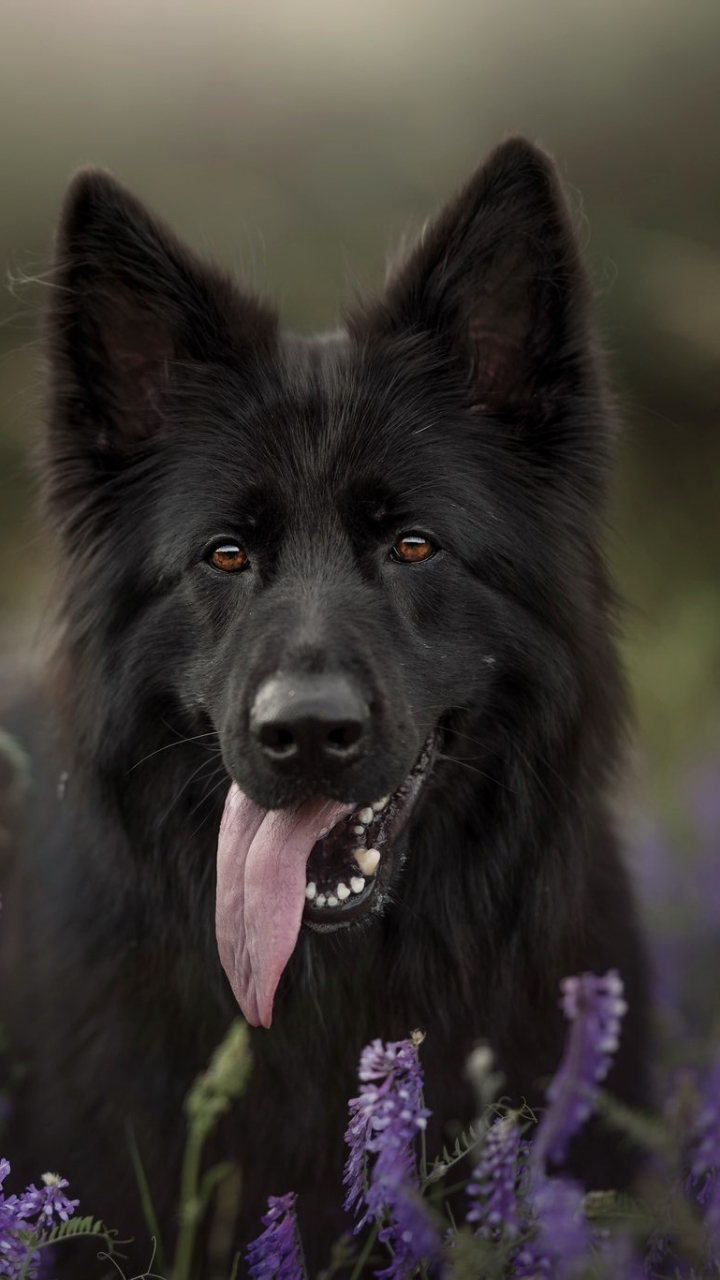 Download mobile wallpaper Dogs, Dog, Animal, Belgian Shepherd, Purple Flower for free.