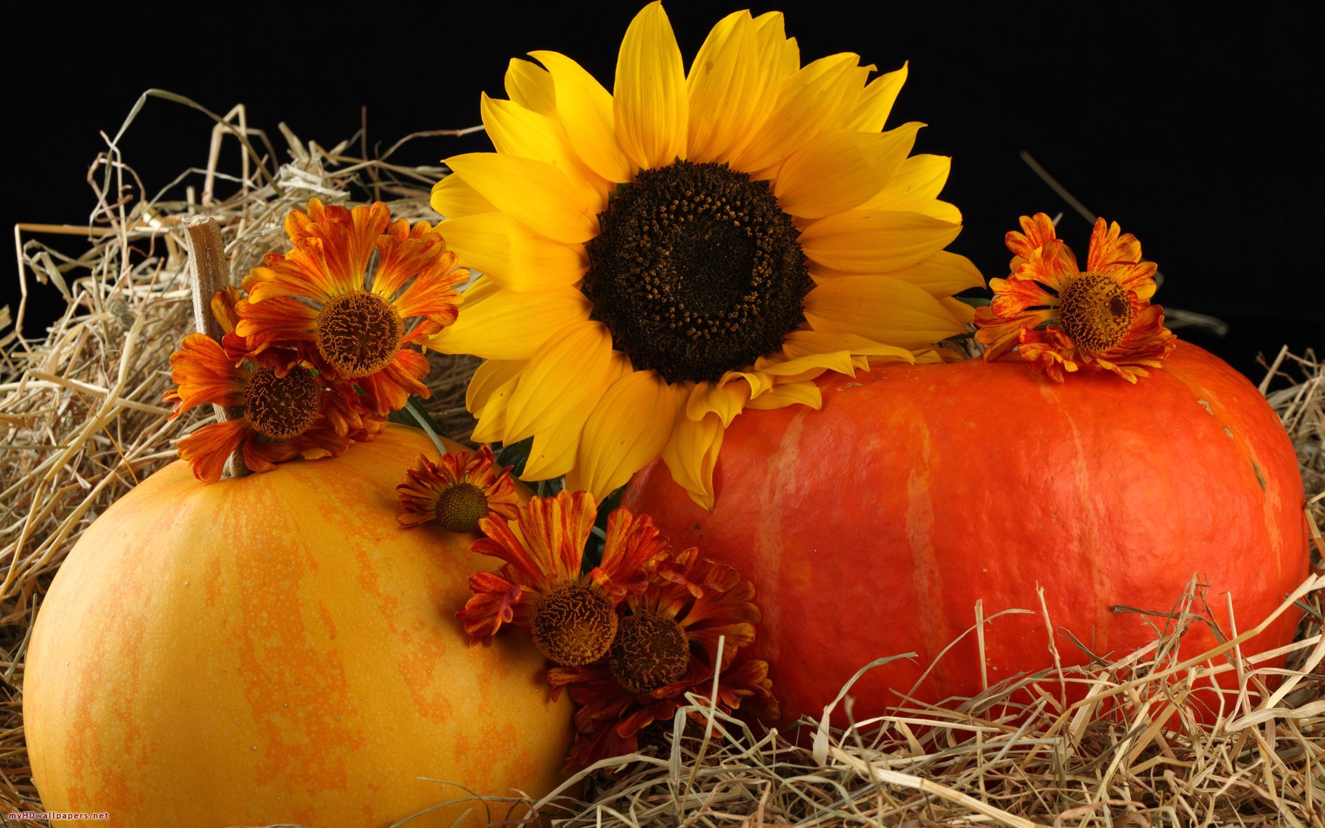 Download mobile wallpaper Pumpkin, Still Life, Fall, Sunflower, Photography, Yellow Flower, Haystack for free.