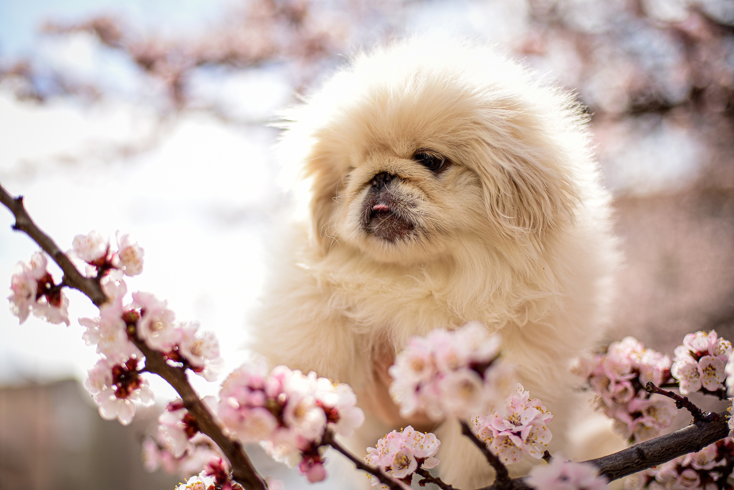 Download mobile wallpaper Dogs, Dog, Animal, Puppy, Spring, Blossom, Baby Animal for free.