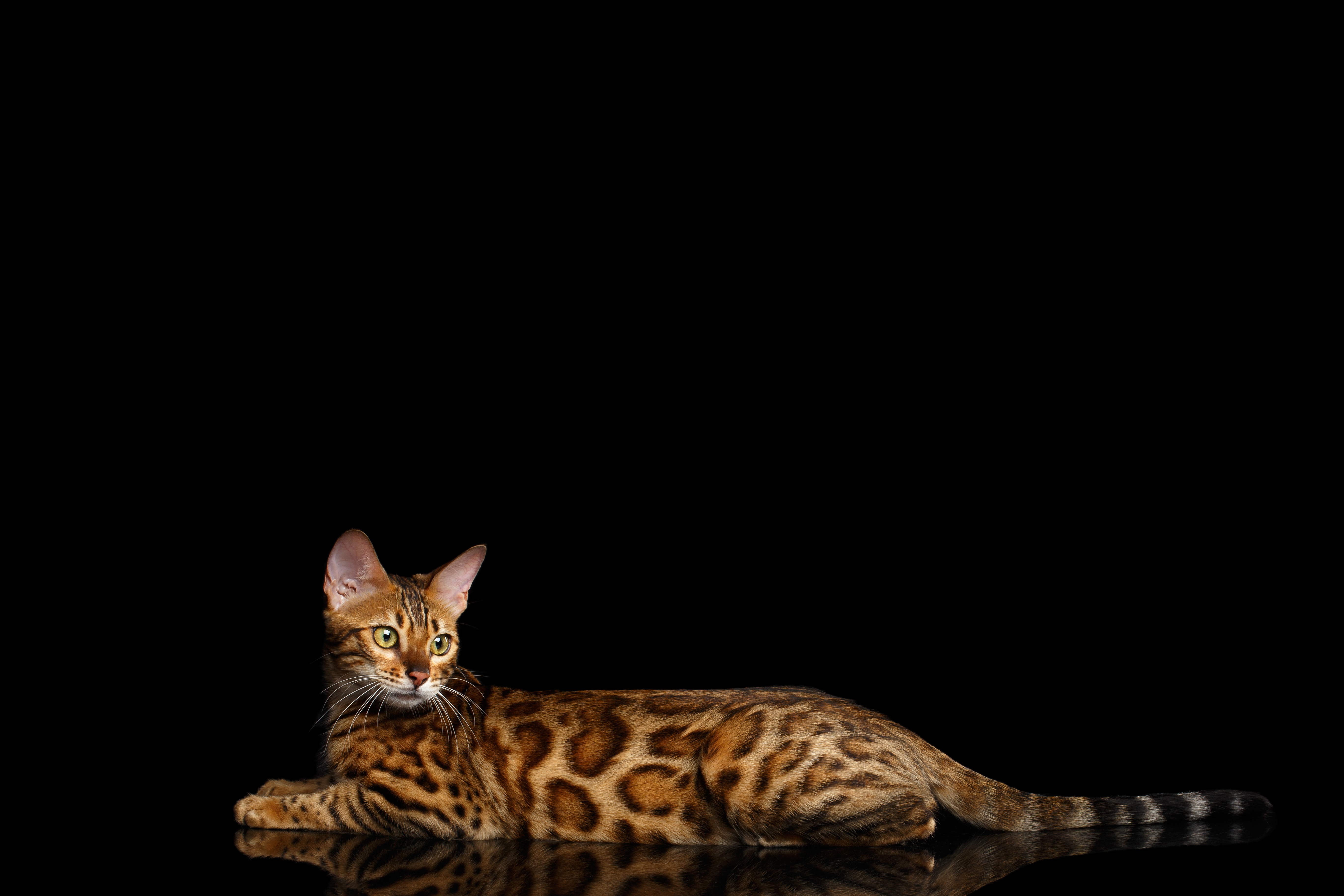 Descarga gratuita de fondo de pantalla para móvil de Animales, Gatos, Gato, Gato De Bengala, Reflejo.