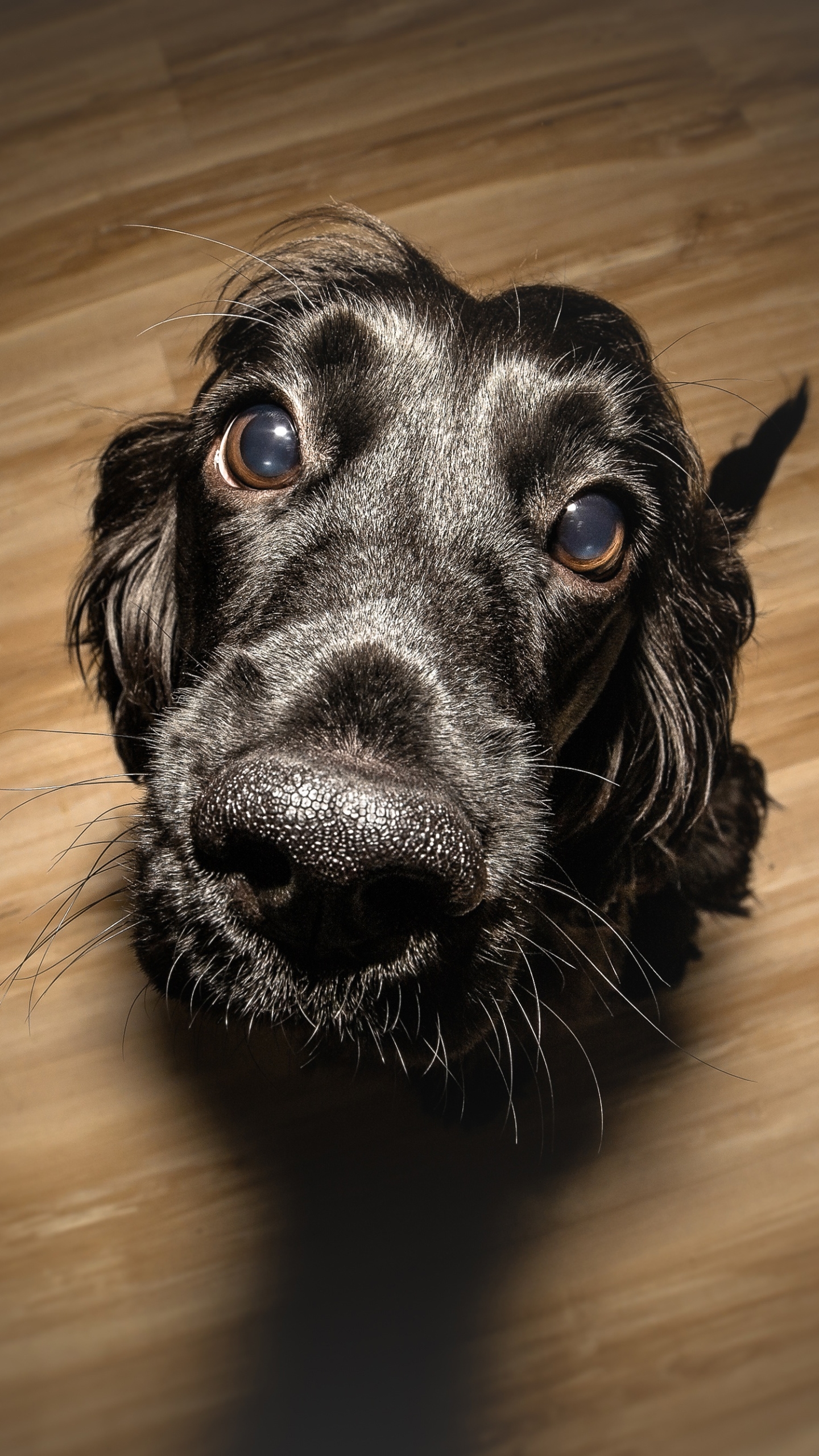 Téléchargez gratuitement l'image Animaux, Chiens, Chien, Museau, Regard sur le bureau de votre PC