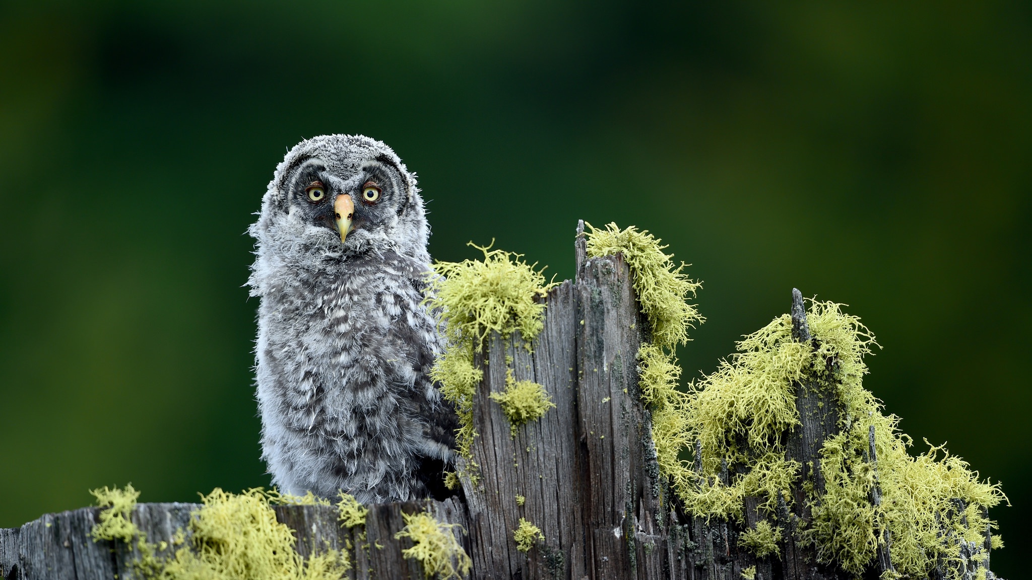 Free download wallpaper Birds, Owl, Bird, Animal, Moss on your PC desktop