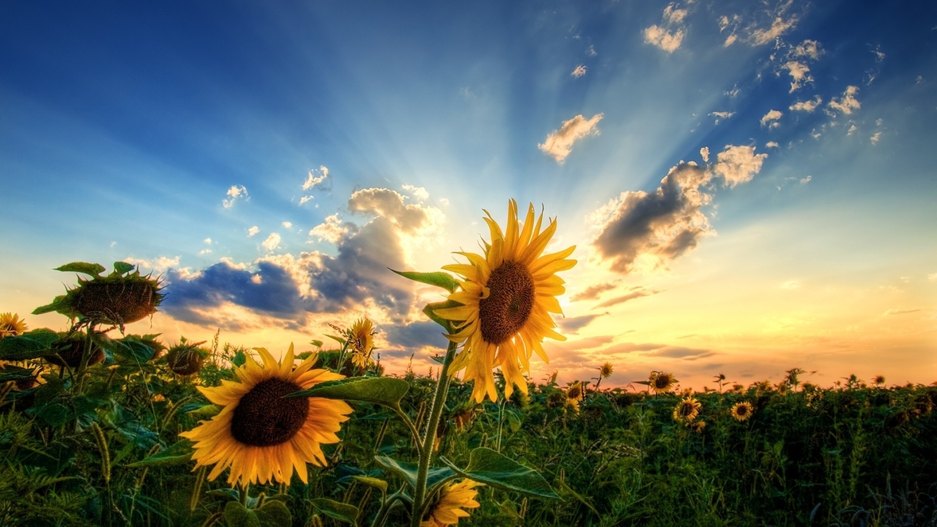 Download mobile wallpaper Plants, Flowers, Sunset, Sunflowers for free.
