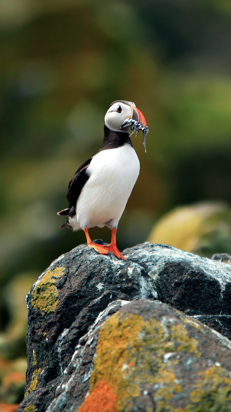 Download mobile wallpaper Puffin, Birds, Animal for free.