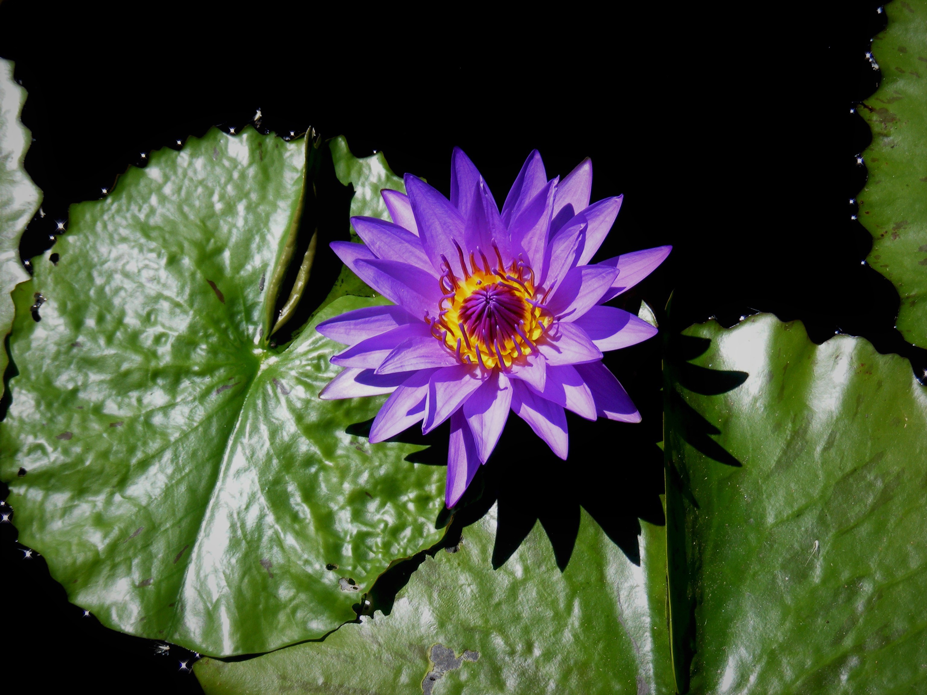Laden Sie das Blumen, Blume, Seerose, Lila Blume, Erde/natur, Seerosenblatt-Bild kostenlos auf Ihren PC-Desktop herunter