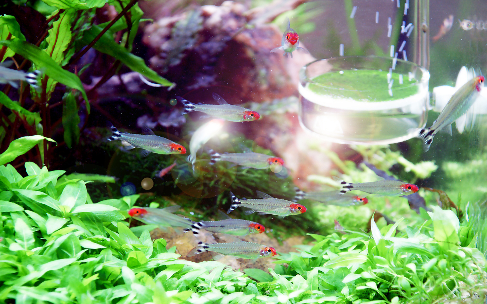 267363 скачать обои аквариум, животные, рыбы, цвета, красный, вода - заставки и картинки бесплатно