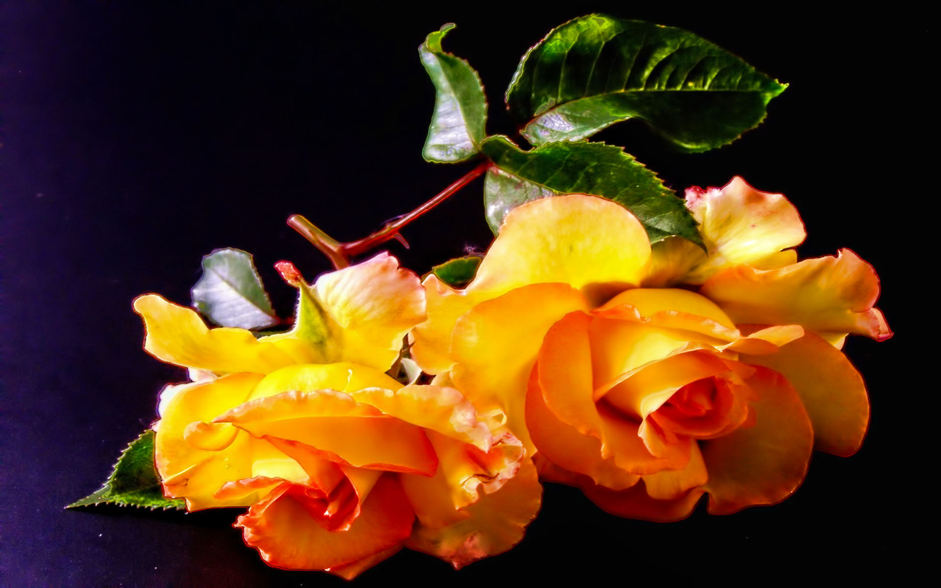 Скачать обои бесплатно Цветок, Роза, Земля/природа, Флауэрсы картинка на рабочий стол ПК