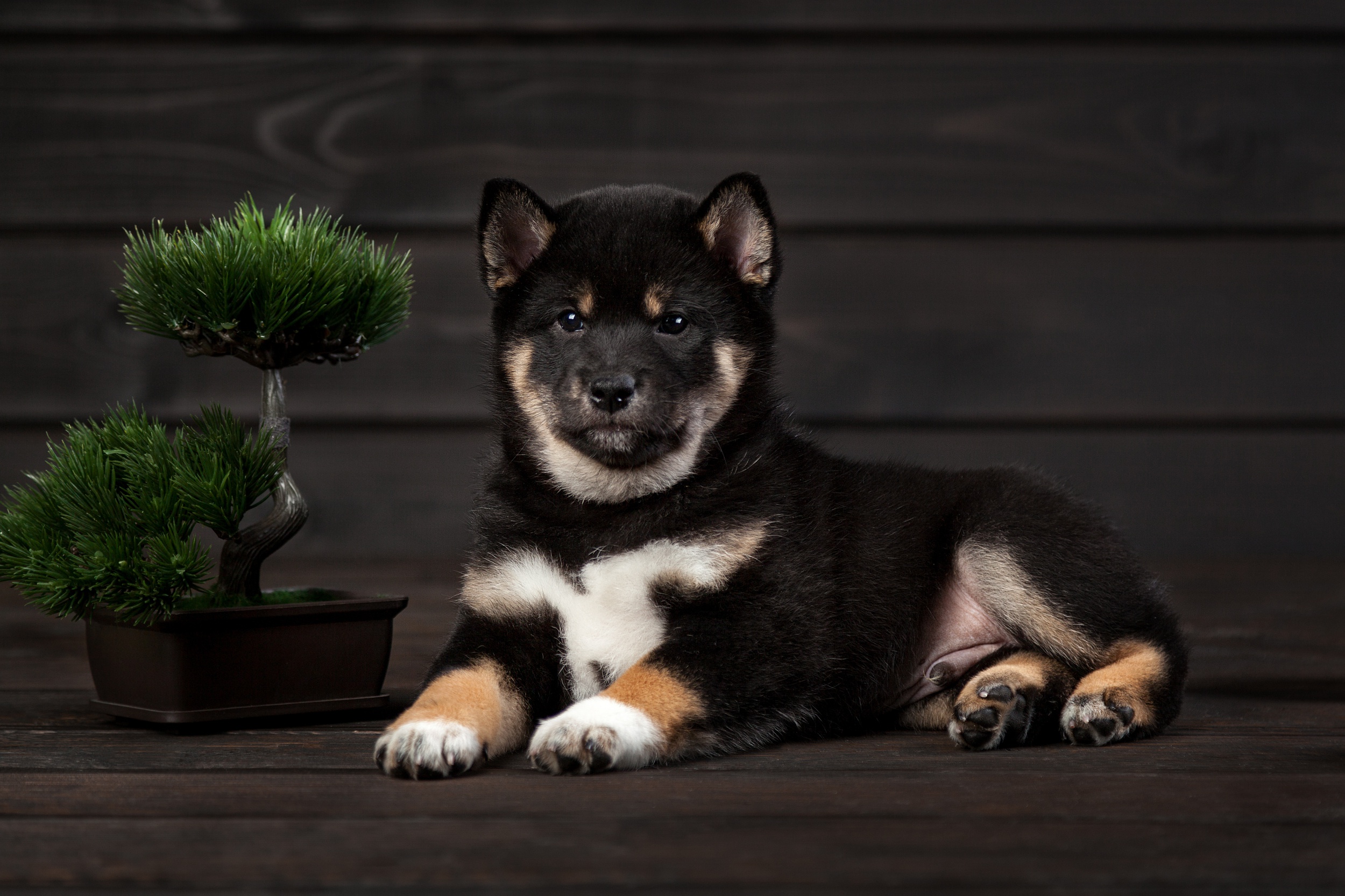 Laden Sie das Tiere, Hunde, Hund, Welpen, Shiba Inu, Tierbaby-Bild kostenlos auf Ihren PC-Desktop herunter