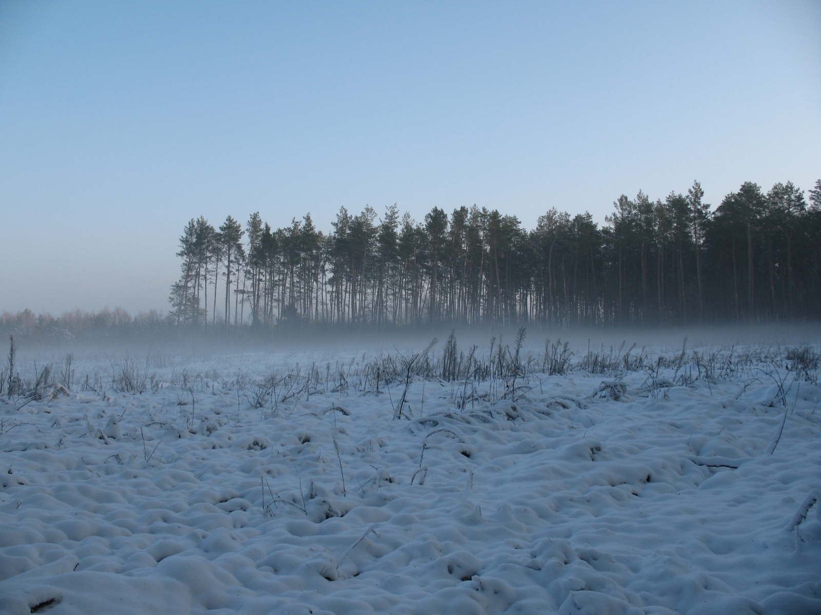 Baixe gratuitamente a imagem Paisagem, Inverno, Árvores, Neve na área de trabalho do seu PC