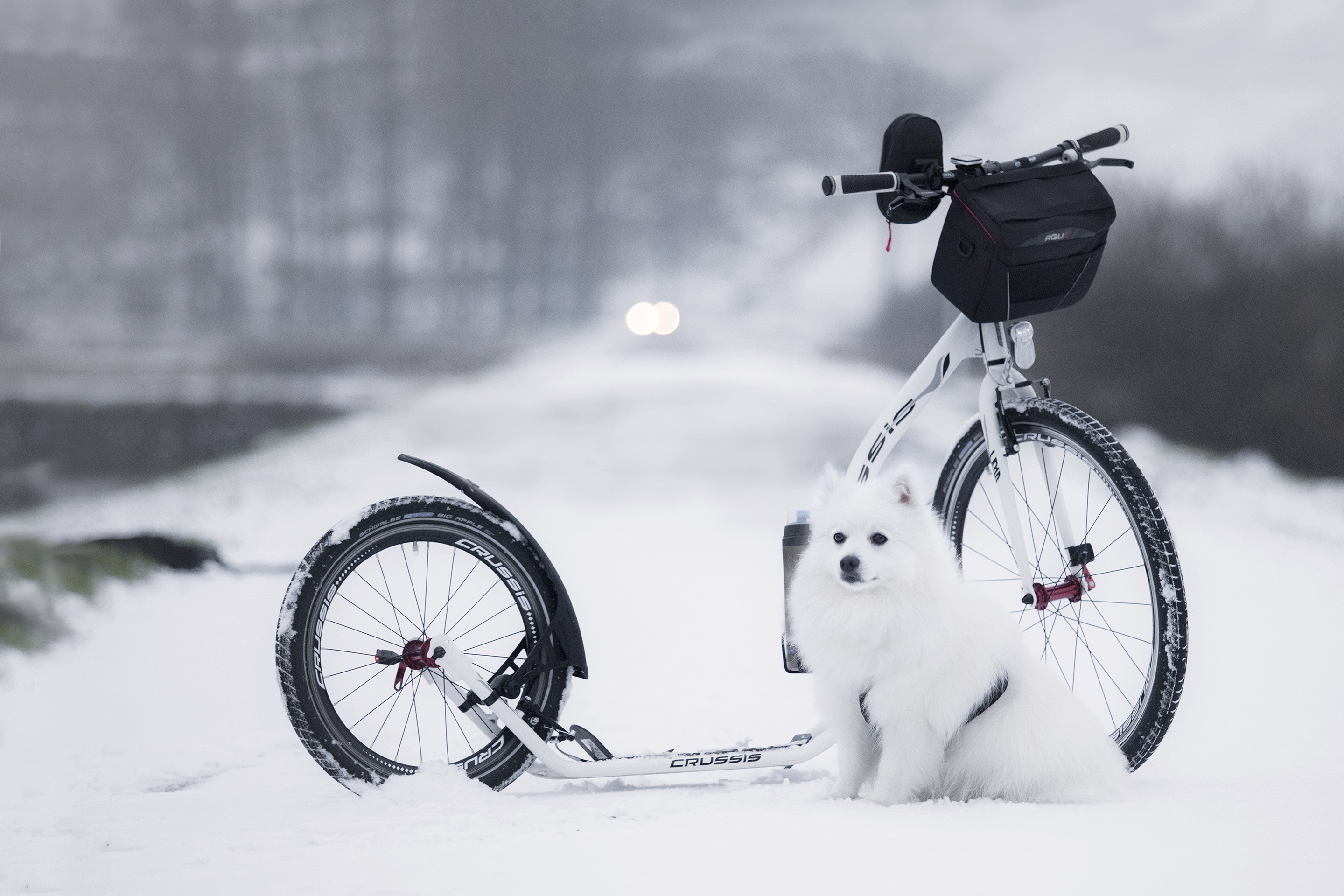 Laden Sie das Tiere, Winter, Hunde, Schnee, Hund, Spitz-Bild kostenlos auf Ihren PC-Desktop herunter