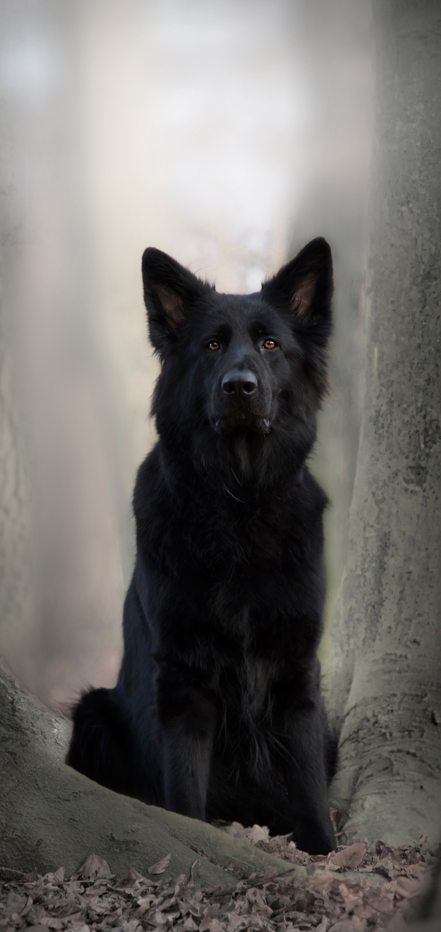 Free download wallpaper Dogs, Dog, Animal, German Shepherd on your PC desktop