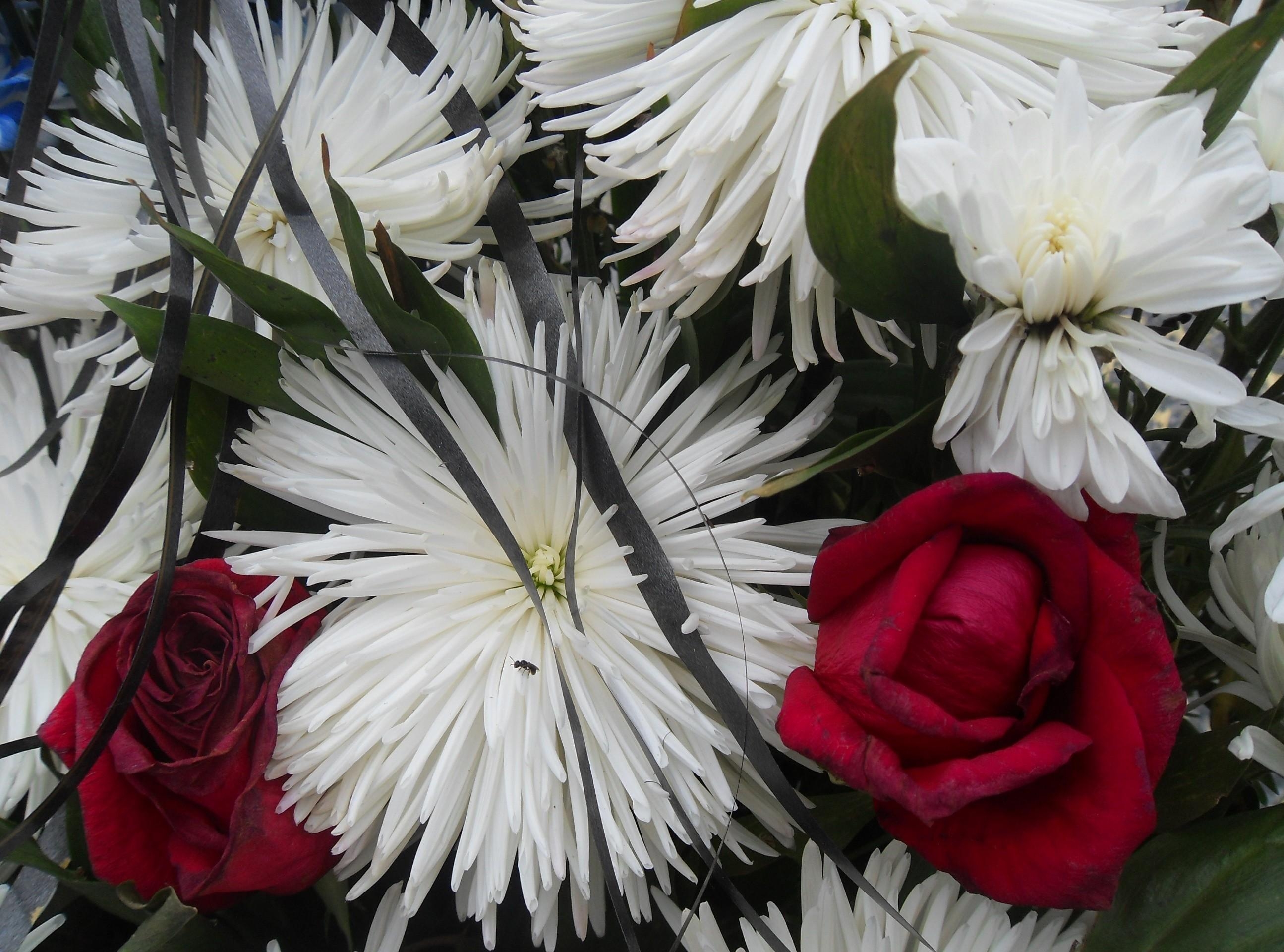 Téléchargez des papiers peints mobile Chrysanthème, Fermer, Fleurs, Bouquet, Gros Plan, Roses gratuitement.
