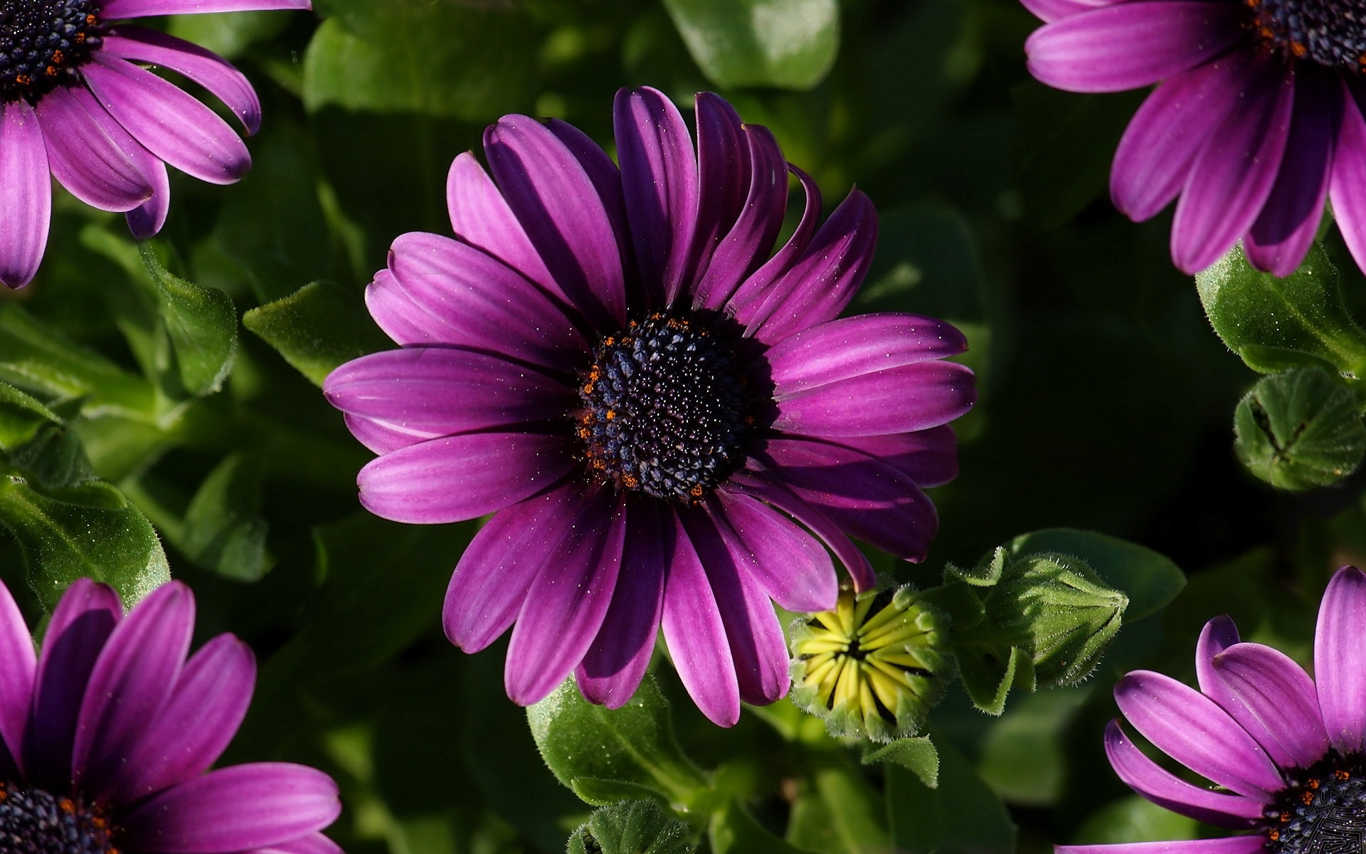 Free download wallpaper Flowers, Flower, Earth, Daisy, Purple Flower, Pink Flower on your PC desktop