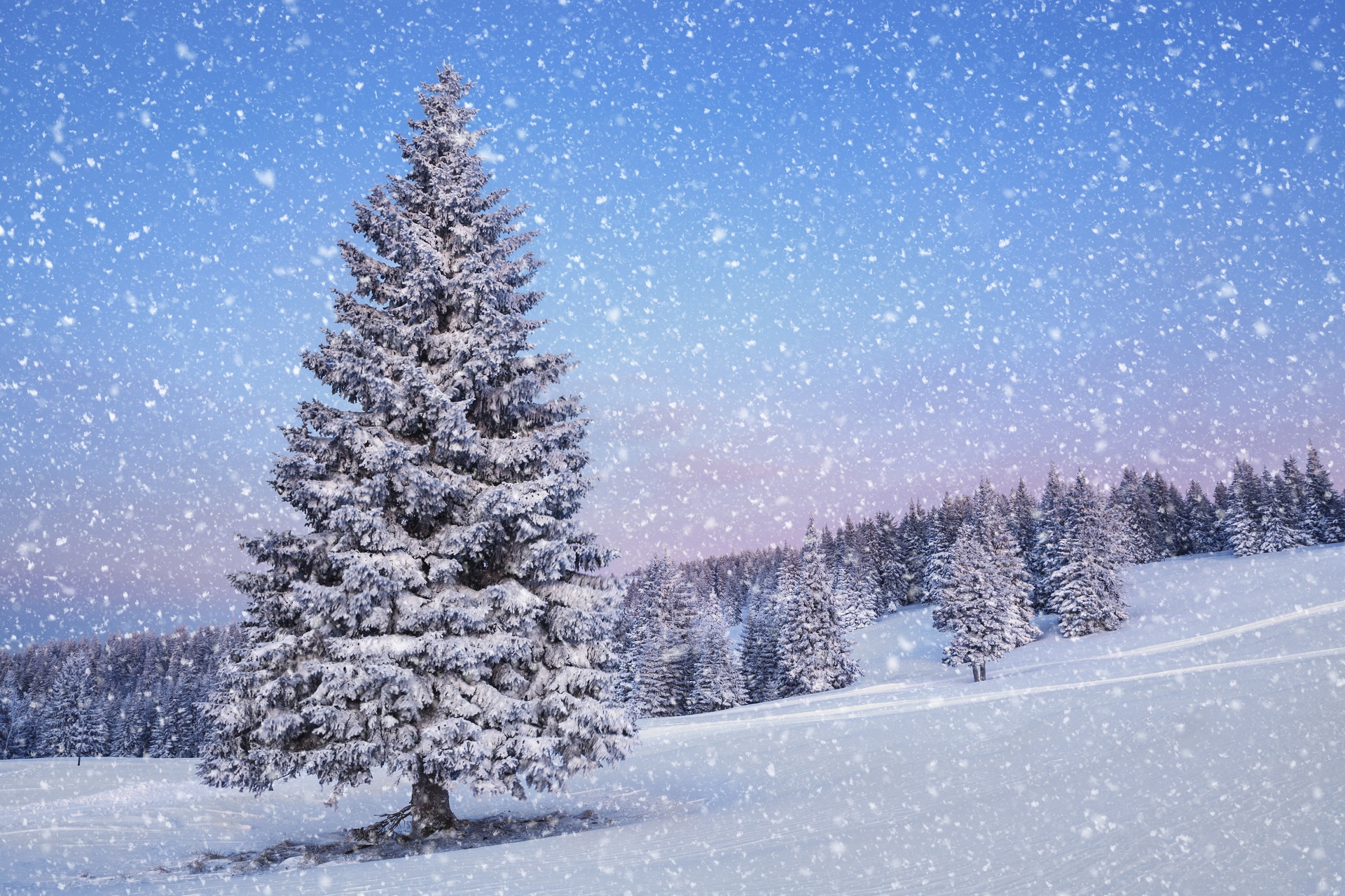 Handy-Wallpaper Winter, Kiefer, Schnee, Baum, Schneefall, Erde/natur kostenlos herunterladen.