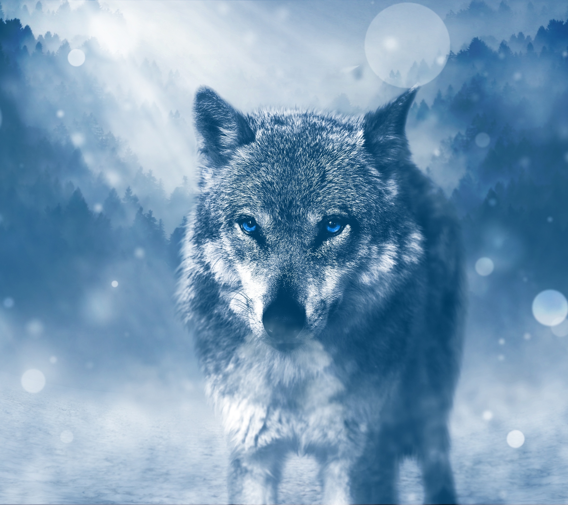 Download mobile wallpaper Wolf, Animal, Bokeh, Blue Eyes, Wolves for free.