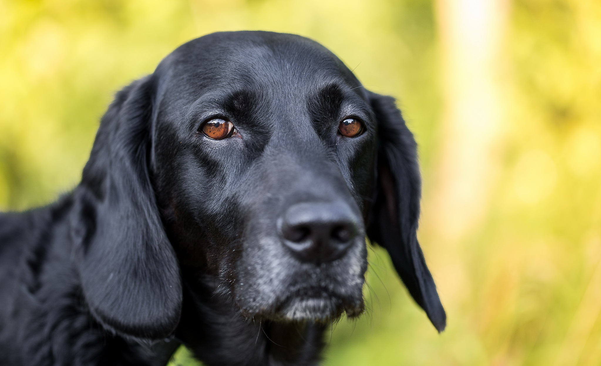 Free download wallpaper Dogs, Dog, Muzzle, Animal, Labrador Retriever on your PC desktop