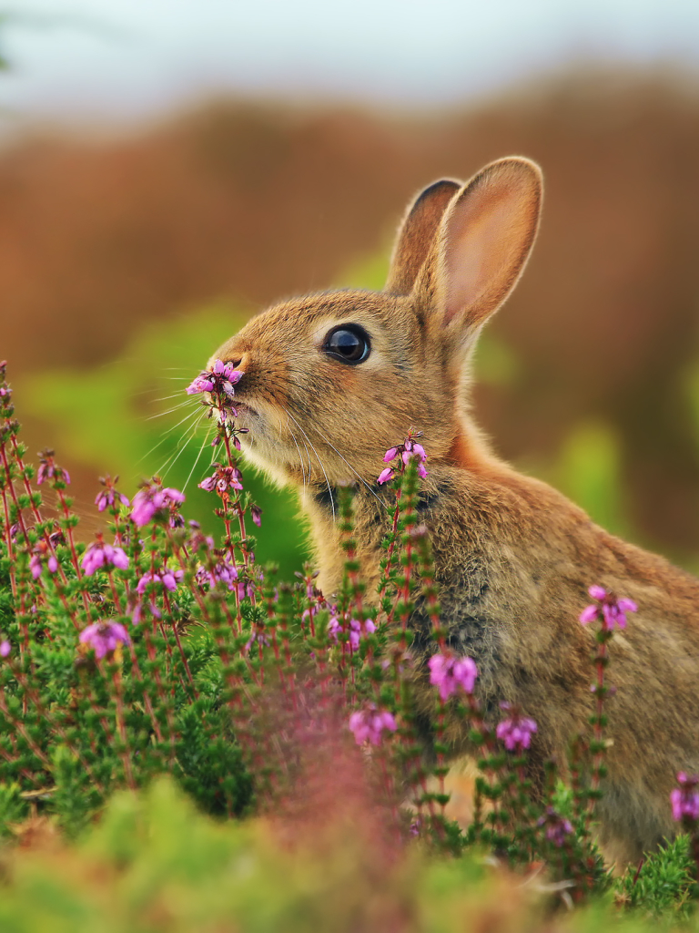 Download mobile wallpaper Animal, Rabbit, Cute for free.