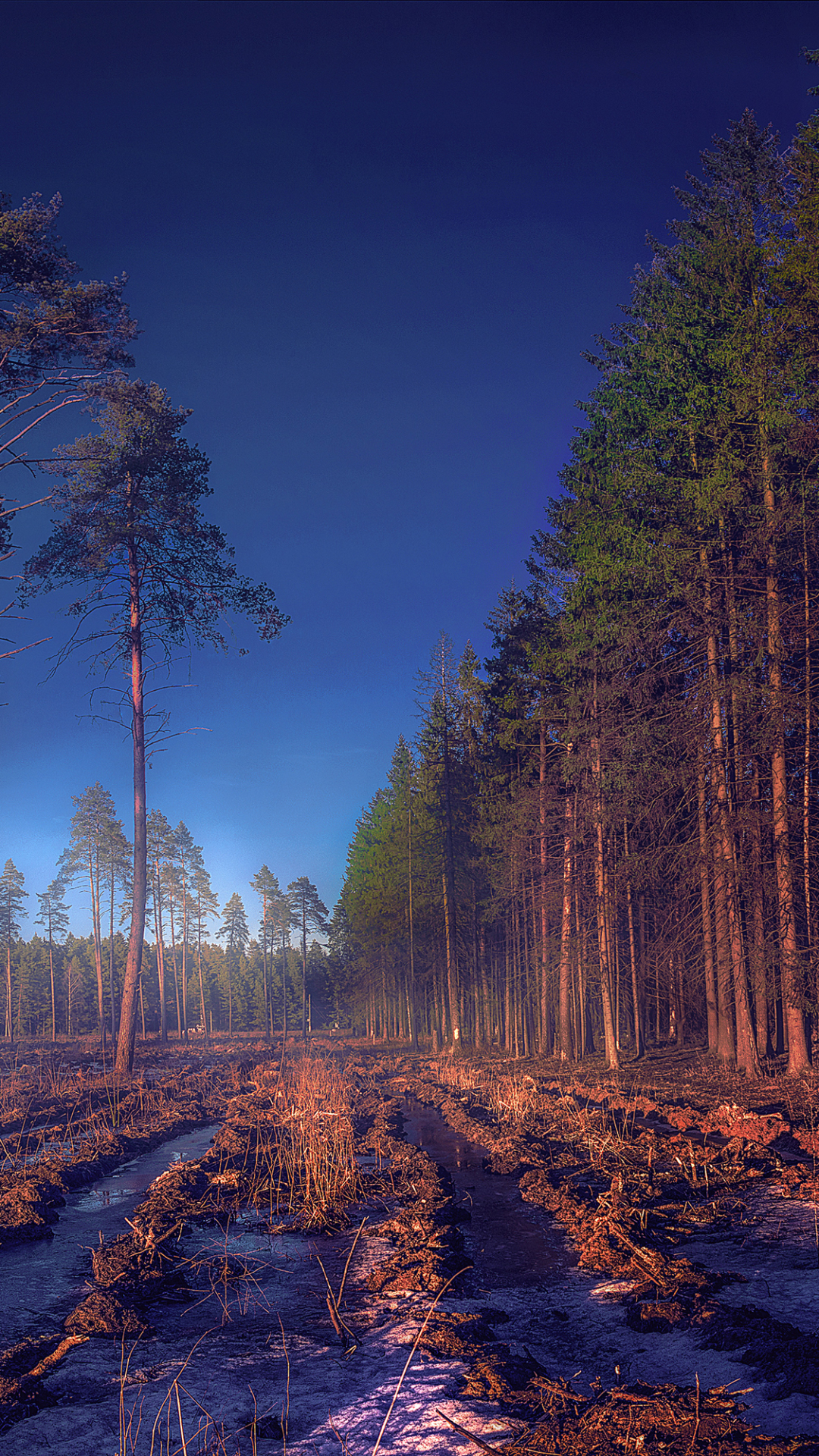 Descarga gratuita de fondo de pantalla para móvil de Naturaleza, Otoño, Bosque, Árbol, Rusia, Tierra/naturaleza.
