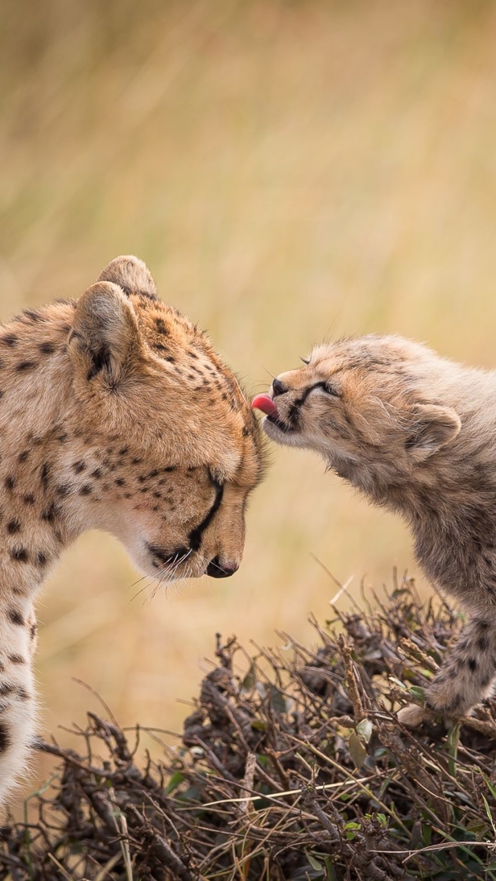 Download mobile wallpaper Cats, Cheetah, Animal, Baby Animal for free.