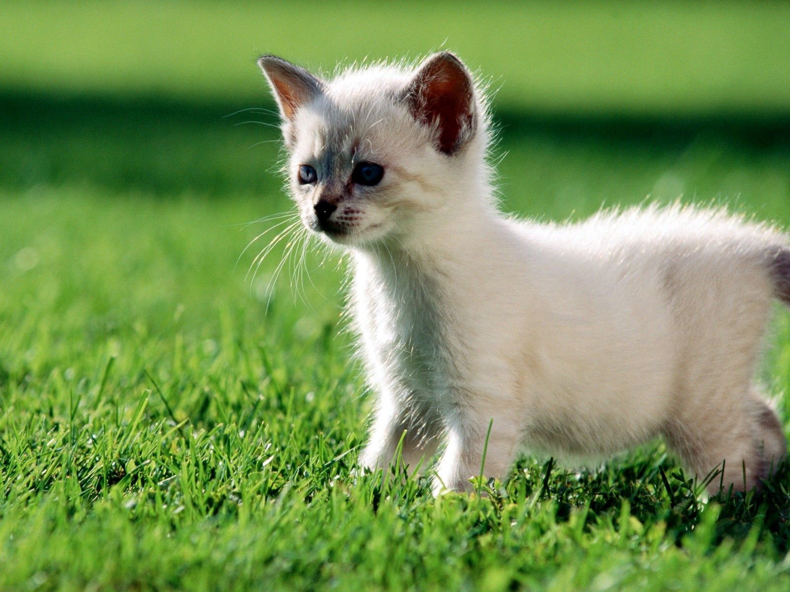 Free download wallpaper Animals, Grass, Kitty, Stroll, Kitten on your PC desktop