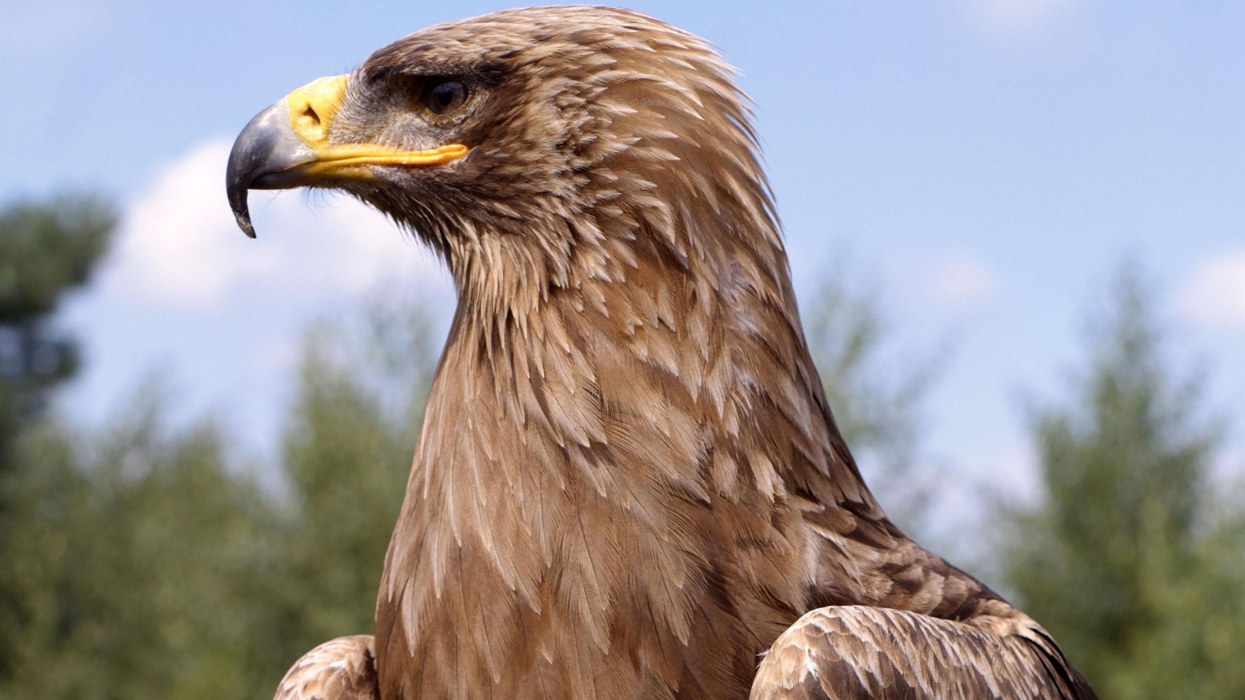 352860 descargar fondo de pantalla animales, águila real, aves: protectores de pantalla e imágenes gratis