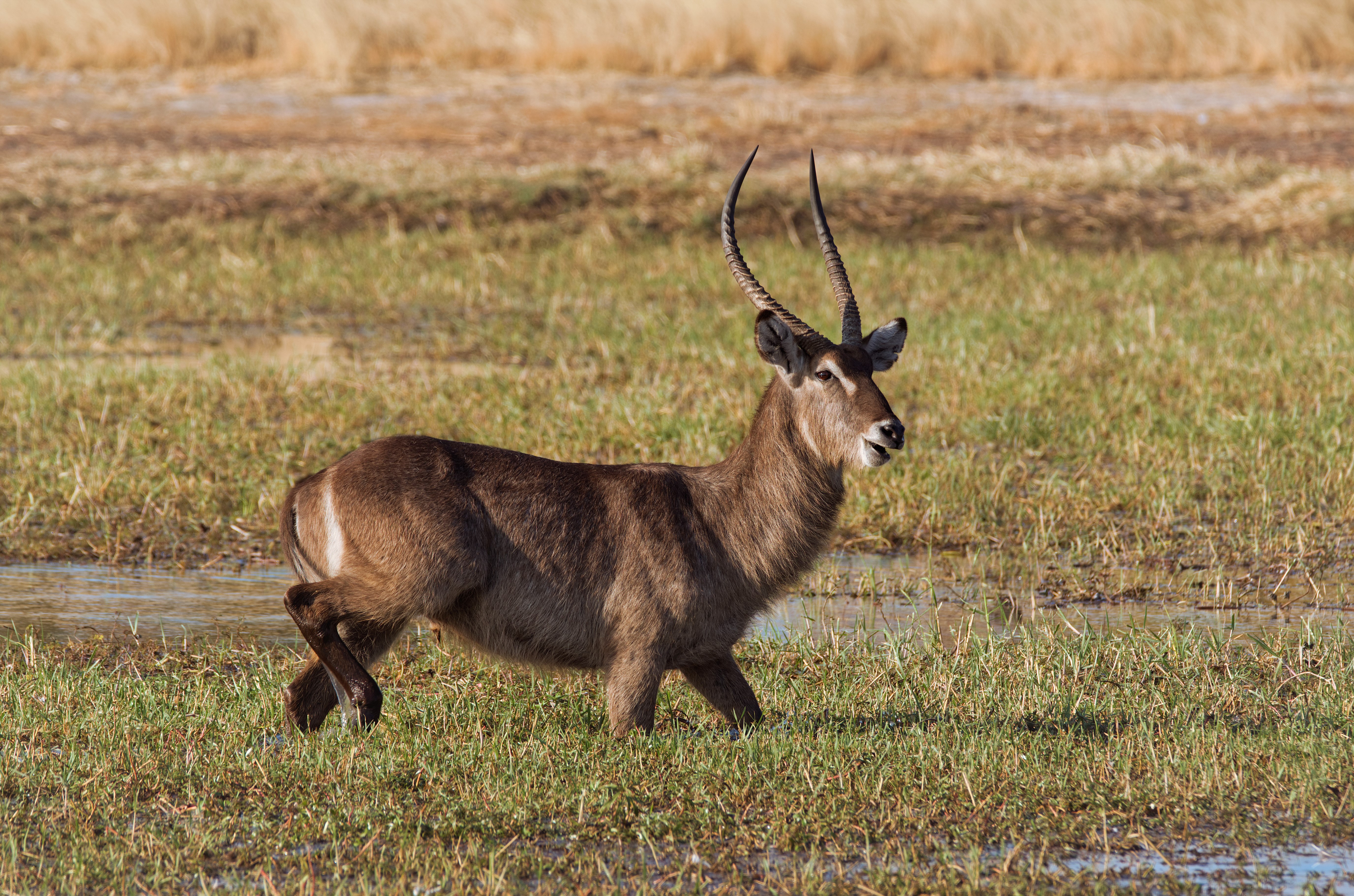 1035676 Hintergrundbild herunterladen tiere, antilope, afrika, hörner, hwange nationalpark, wasserbock, zimbabwe - Bildschirmschoner und Bilder kostenlos