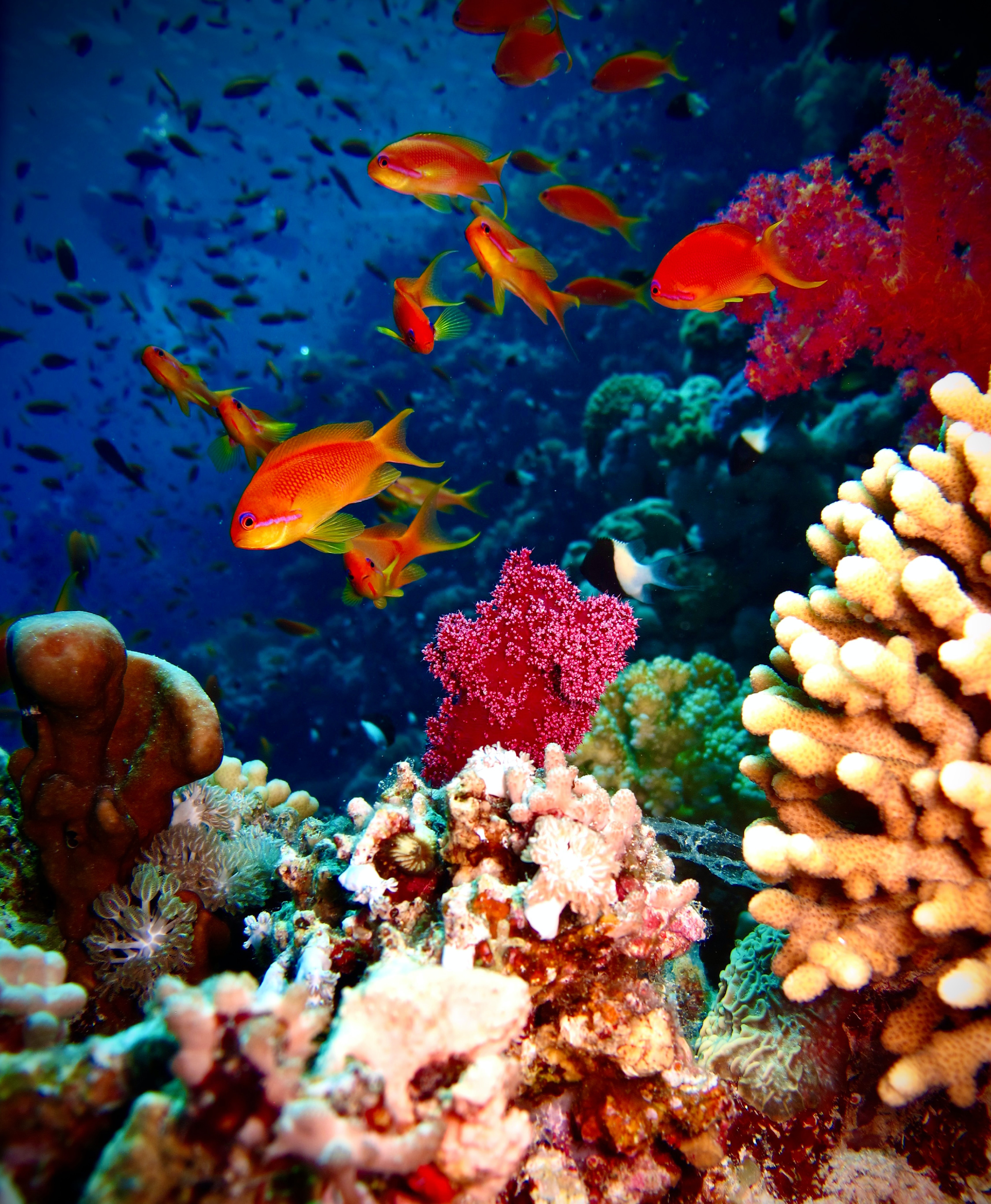 73437 Bild herunterladen aquarium, koralle, fisch, tiere, ein fisch, riff, reef - Hintergrundbilder und Bildschirmschoner kostenlos