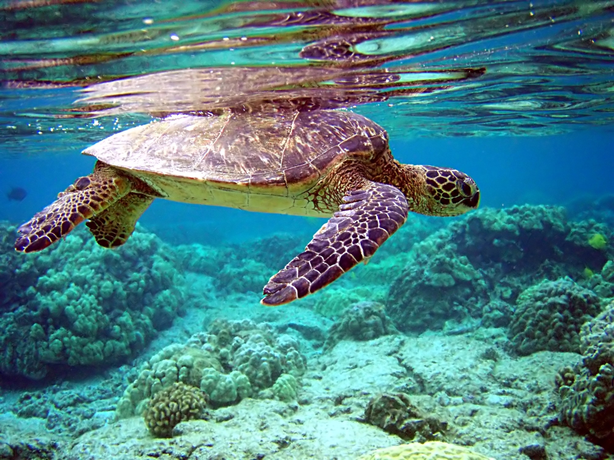 109569 baixar imagens animais, água, mundo subaquático, nadar, tartaruga - papéis de parede e protetores de tela gratuitamente