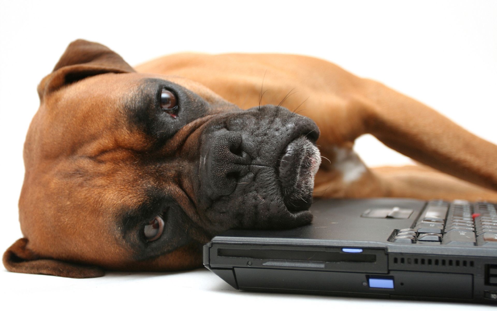 Free download wallpaper Animals, To Lie Down, Lie, Dog, Muzzle, Boxer, Notebook, Laptop on your PC desktop