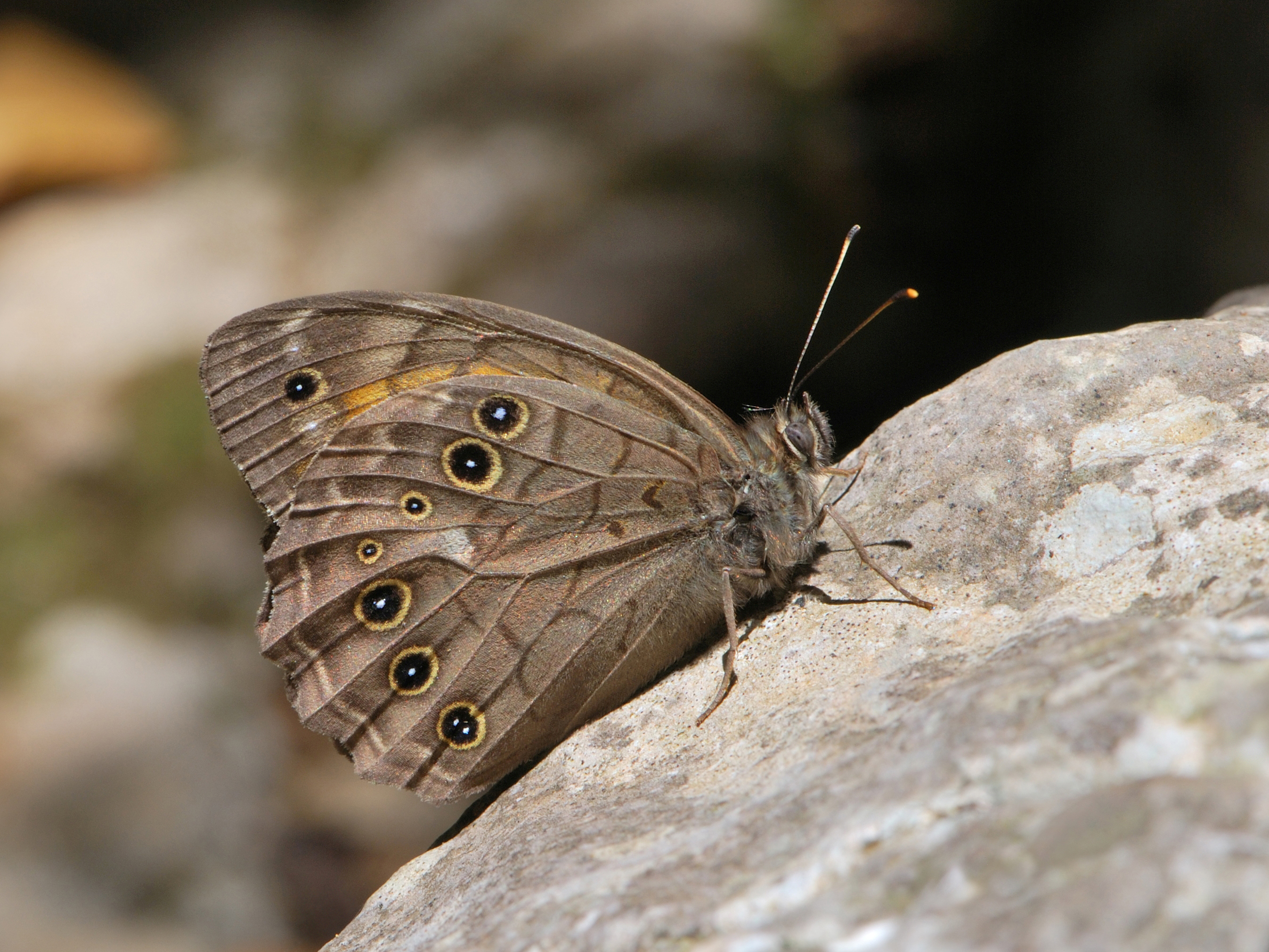 Download mobile wallpaper Butterfly, Animal, Lattice Brown for free.