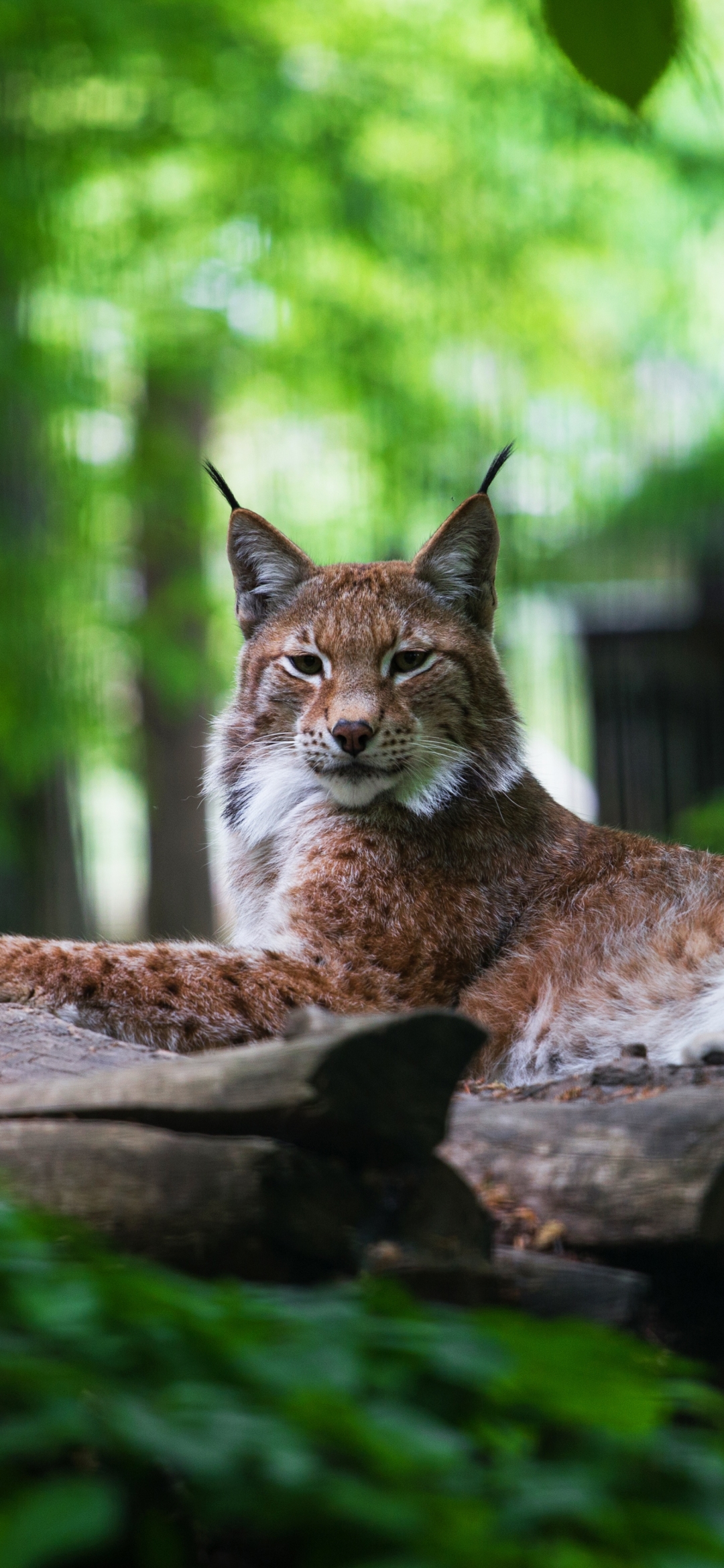 Descarga gratuita de fondo de pantalla para móvil de Animales, Gatos, Lince.