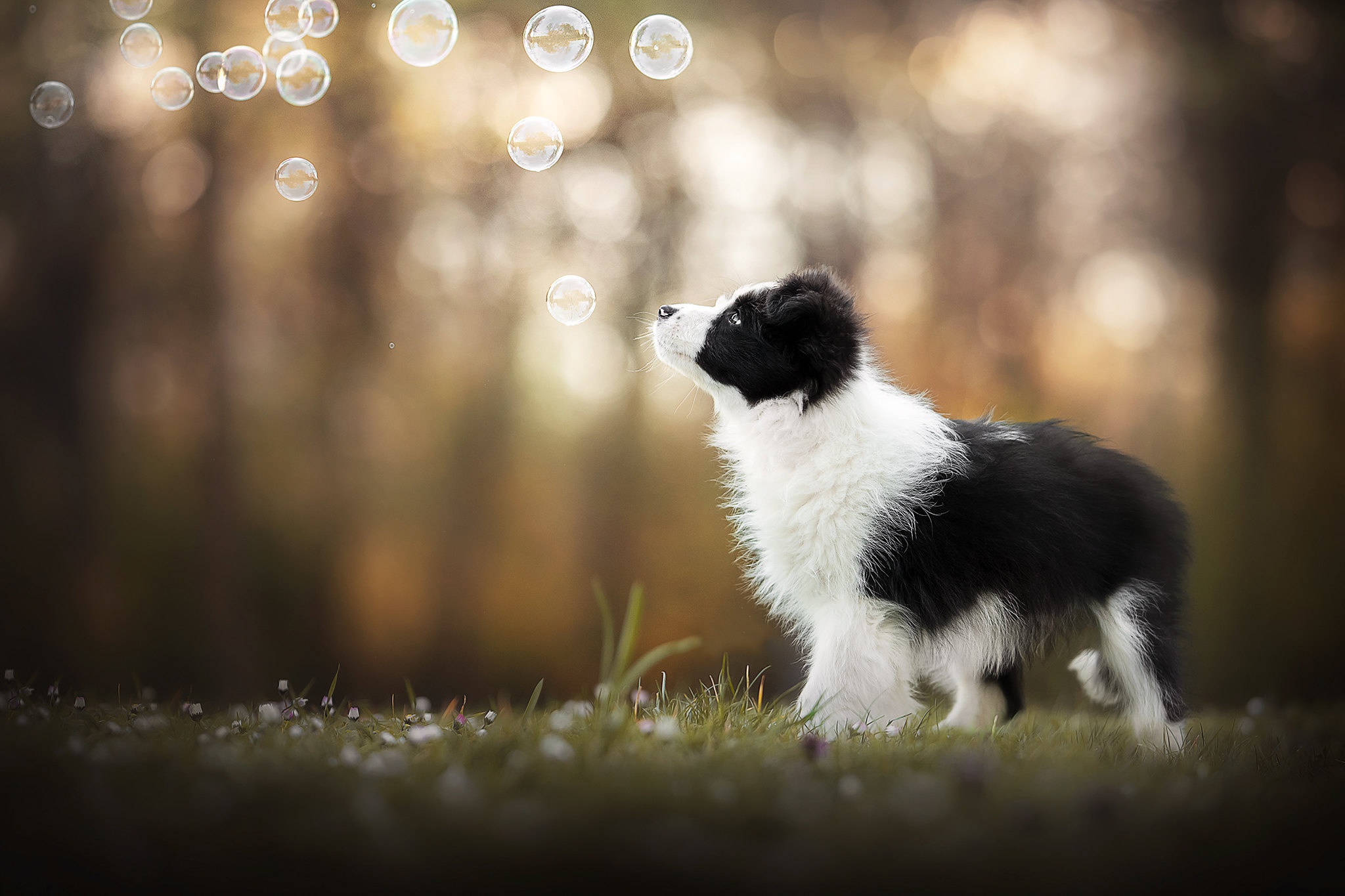 Download mobile wallpaper Dogs, Dog, Animal, Puppy, Bokeh, Bubble, Border Collie, Baby Animal, Depth Of Field for free.