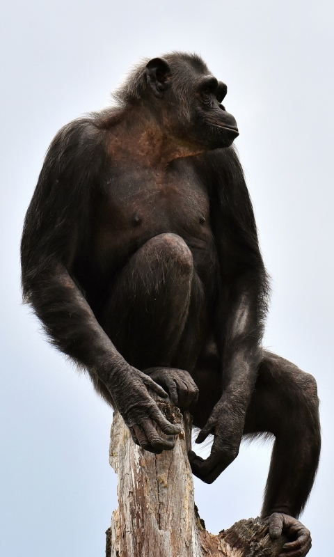 Download mobile wallpaper Monkeys, Monkey, Animal, Primate, Chimpanzee, Ape for free.
