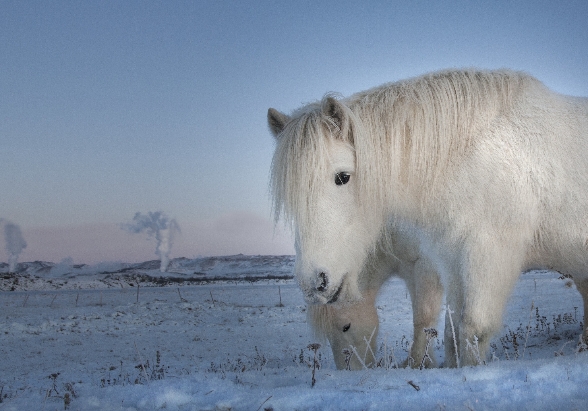 Скачать картинку Животные, Зима, Снег, Лошадь, Ландшафт в телефон бесплатно.