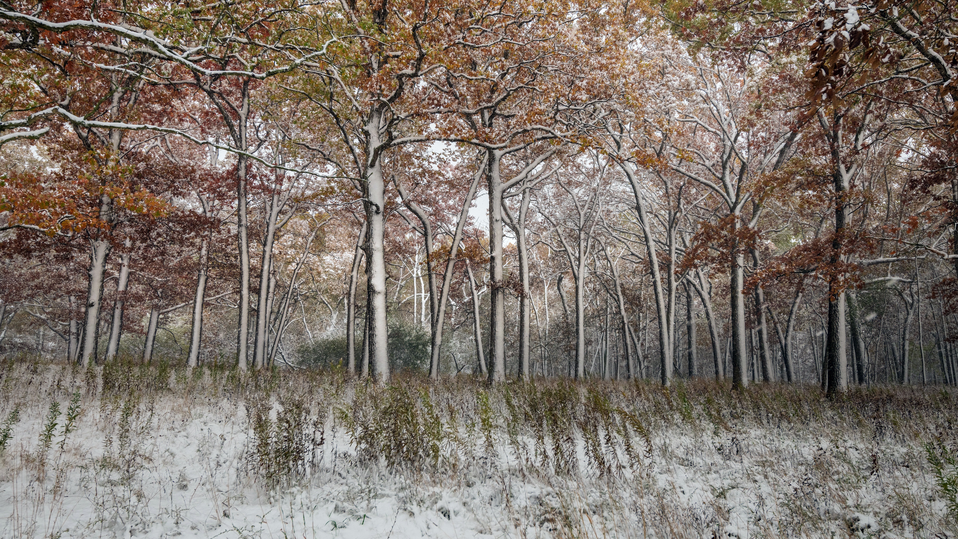 Free download wallpaper Winter, Nature, Snow, Forest, Earth on your PC desktop