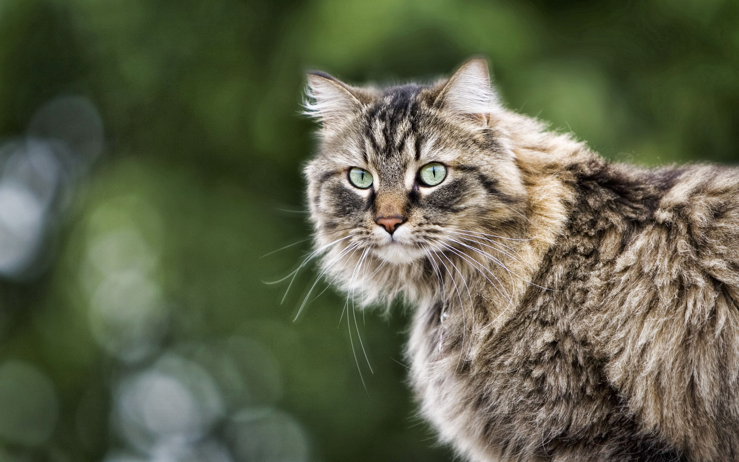 Téléchargez des papiers peints mobile Animaux, Chat gratuitement.